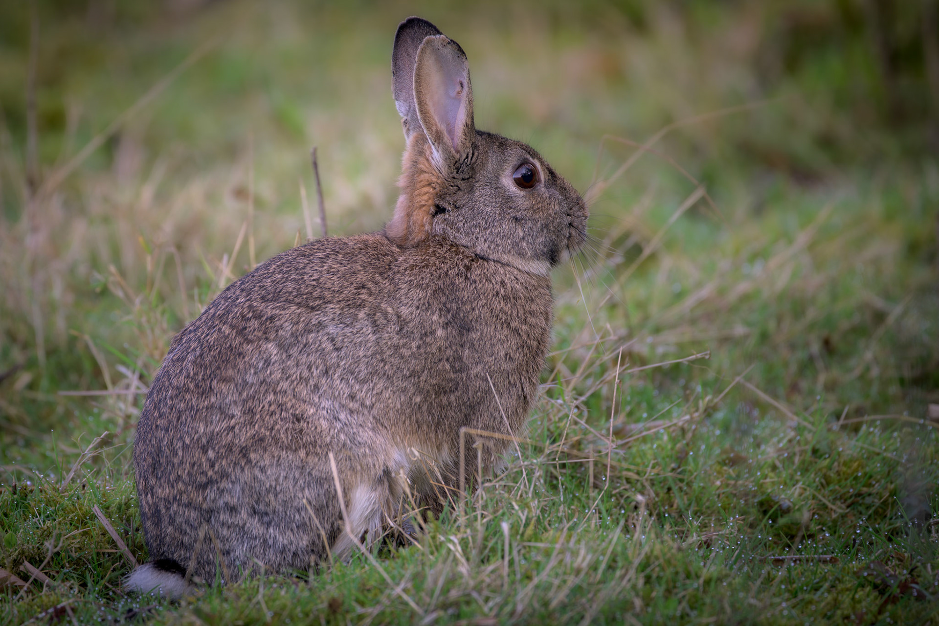 Rabbit