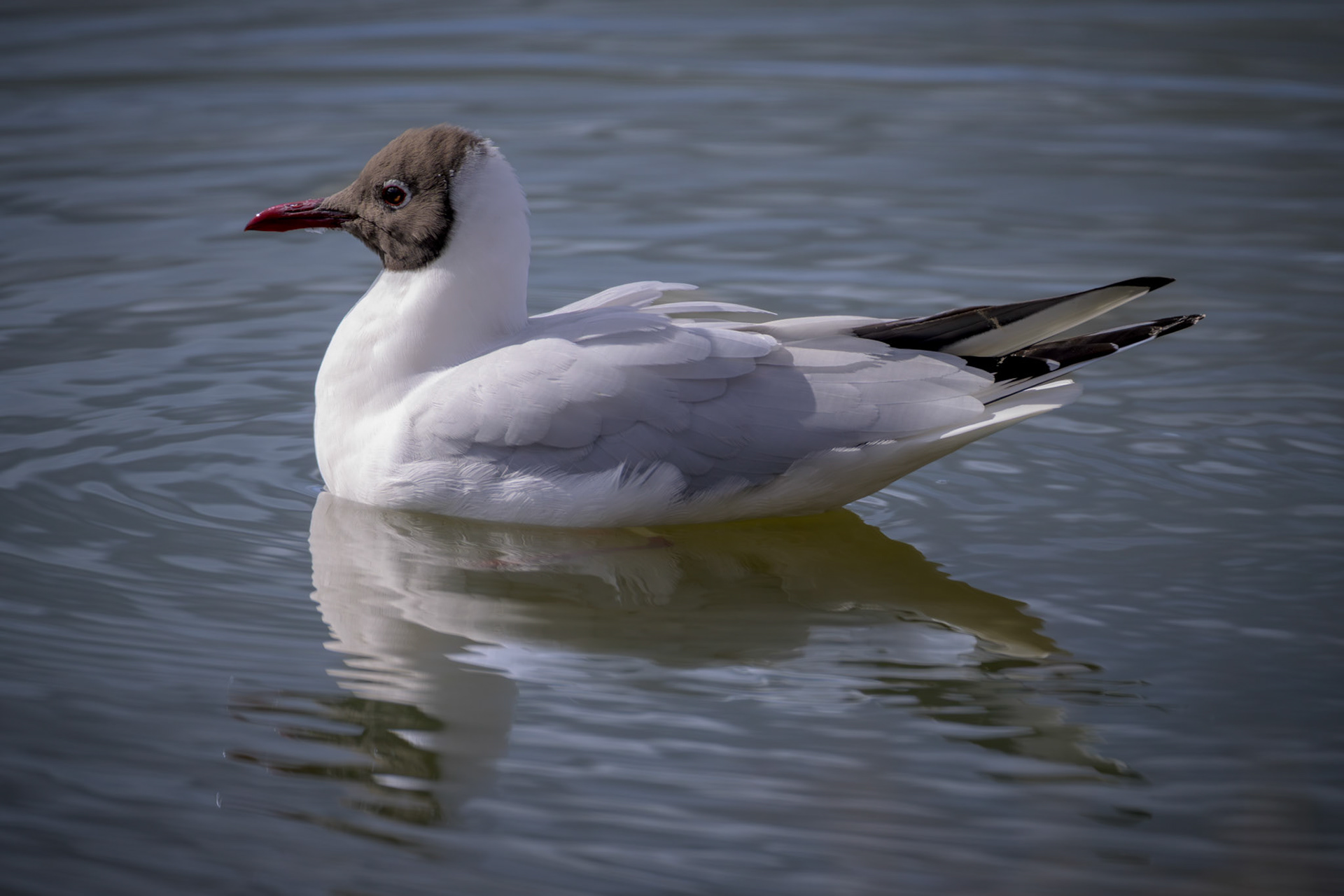 Black-Headed Gull