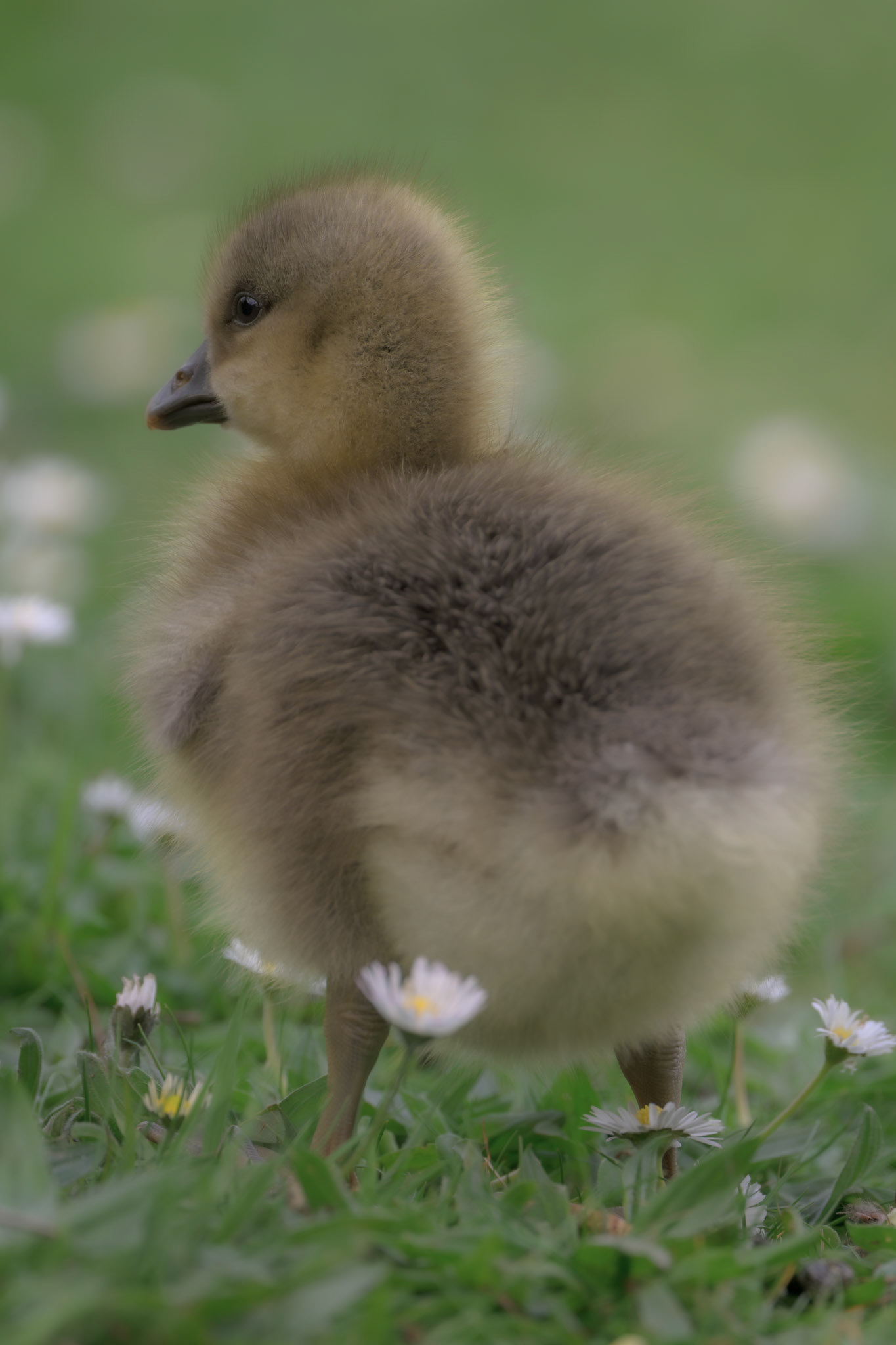 Graylag Gosling
