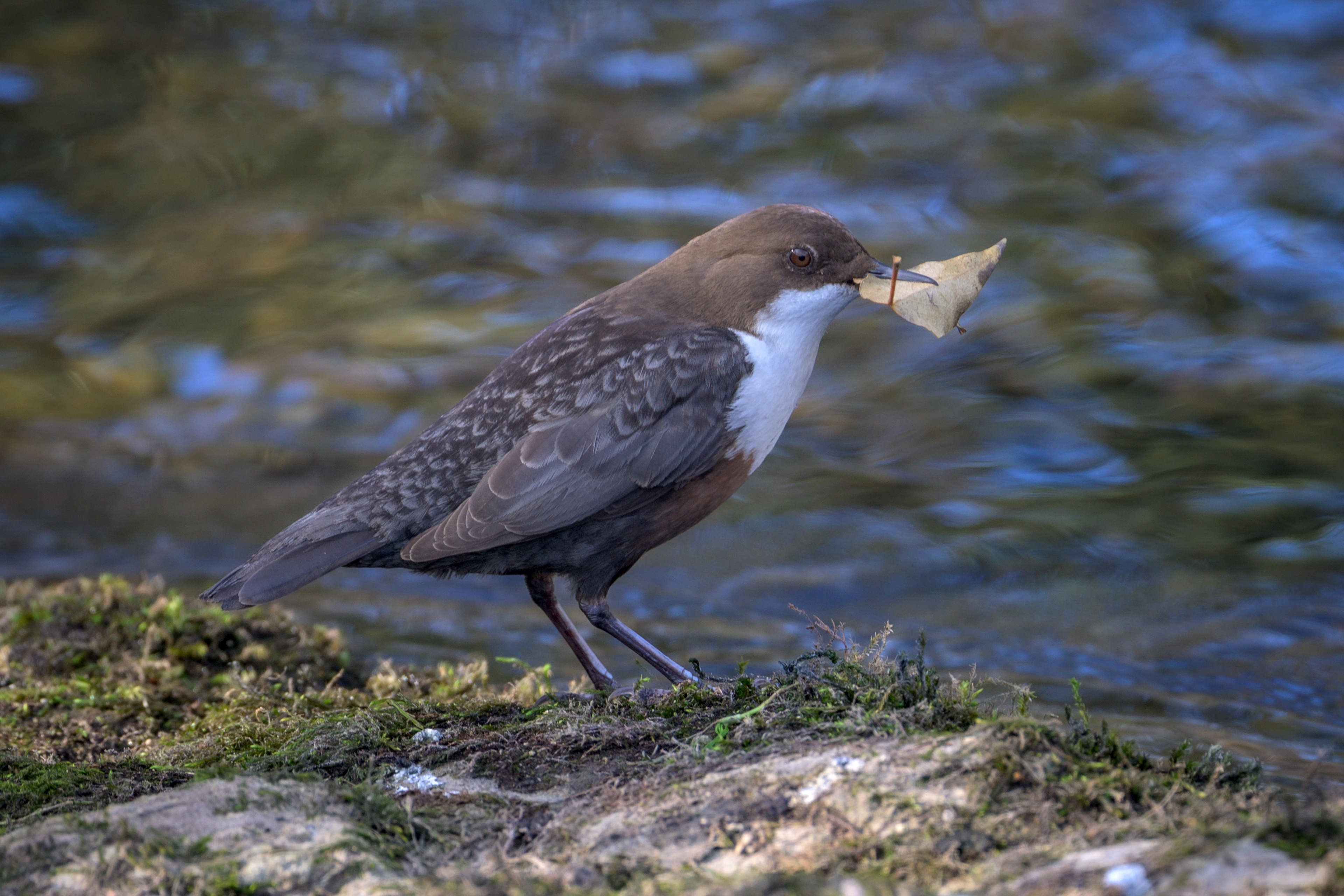 Dipper