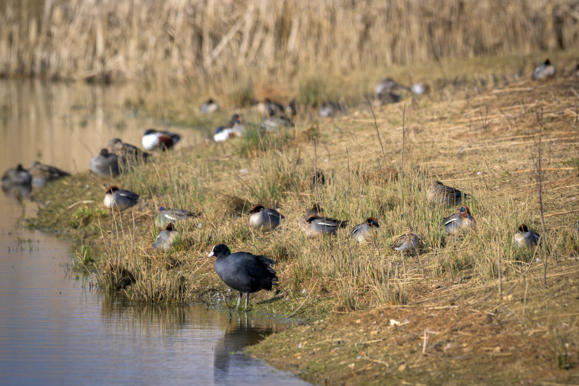 Coot, Teal, Snipe & Shovelers