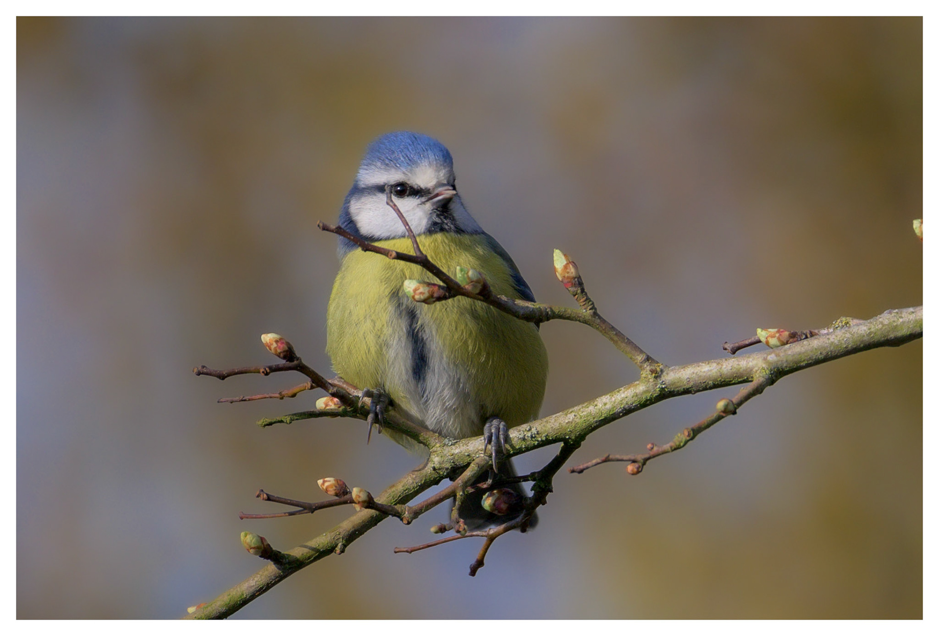 Bluetit