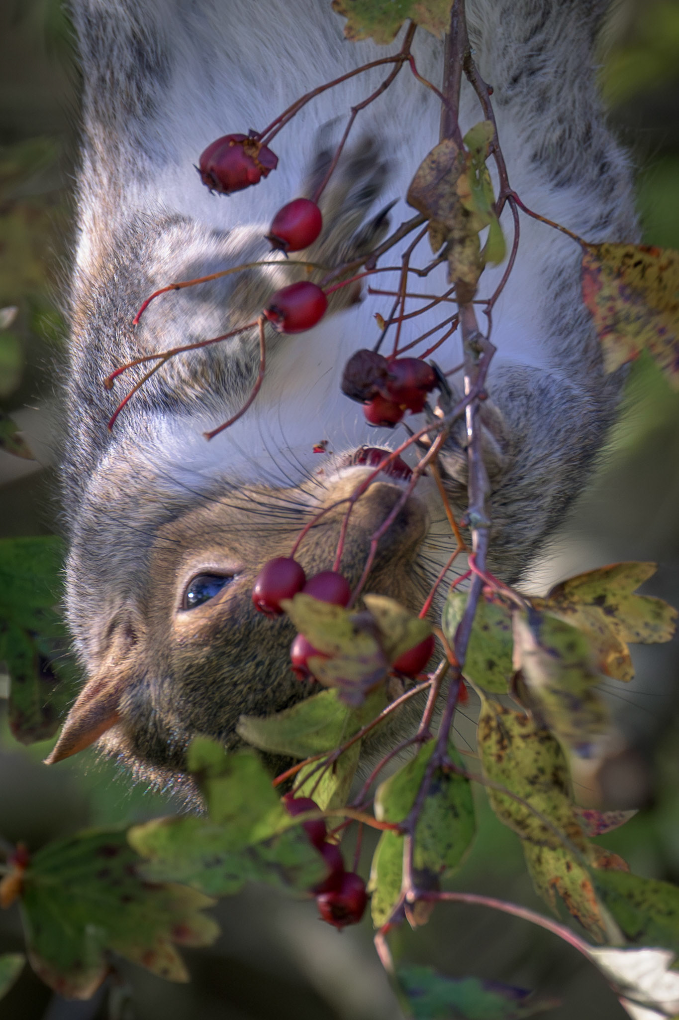 Grey Squirrel eating berries
