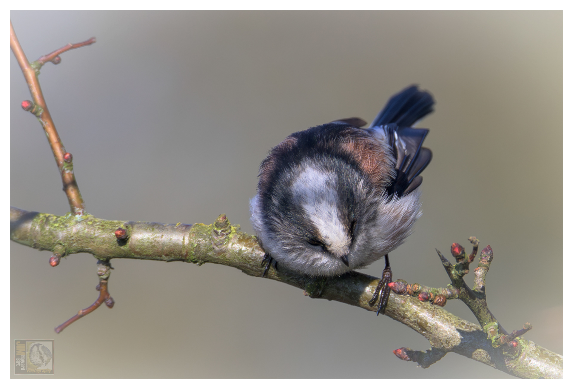 Irthlingborough - Long-tailed tit