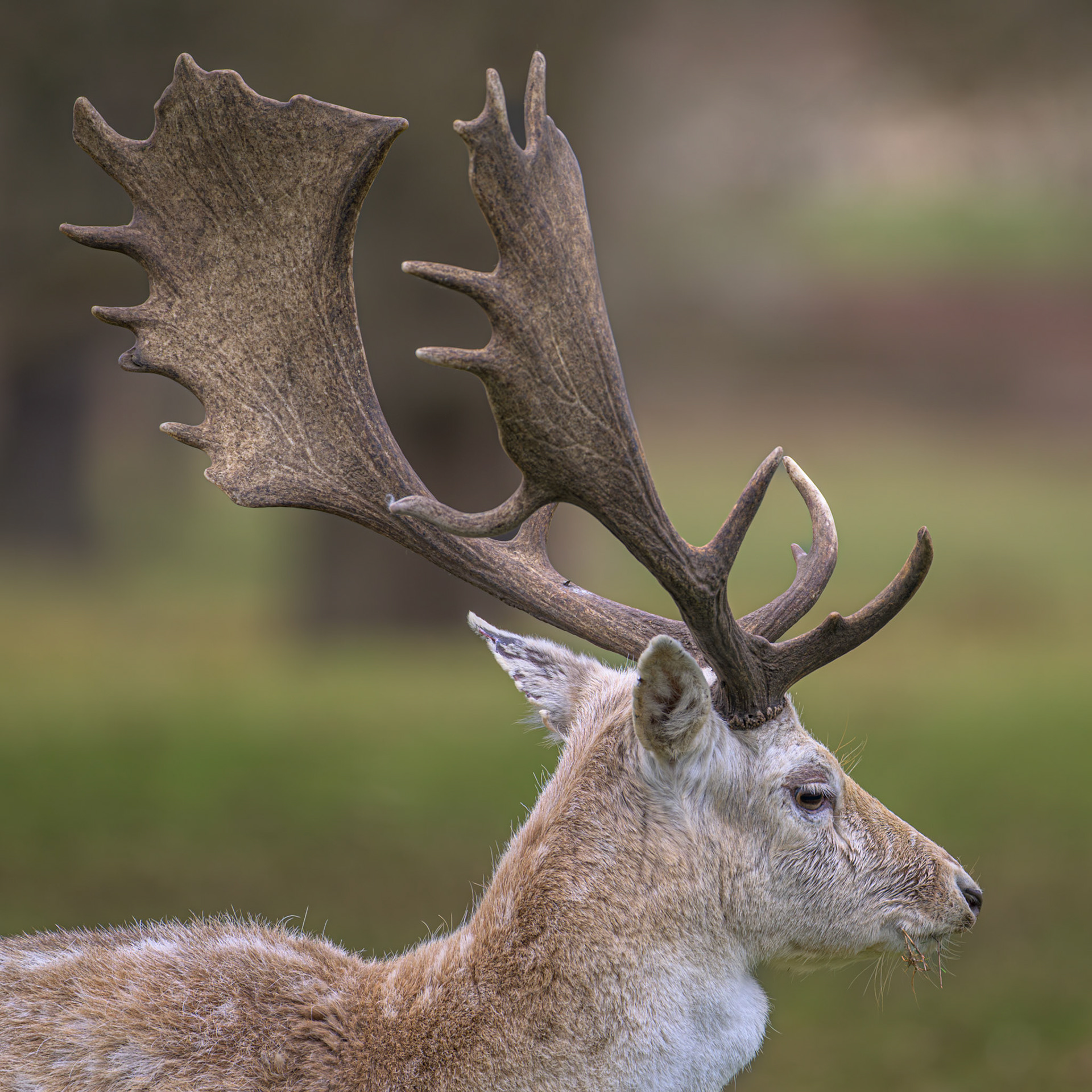 Fallow Deer