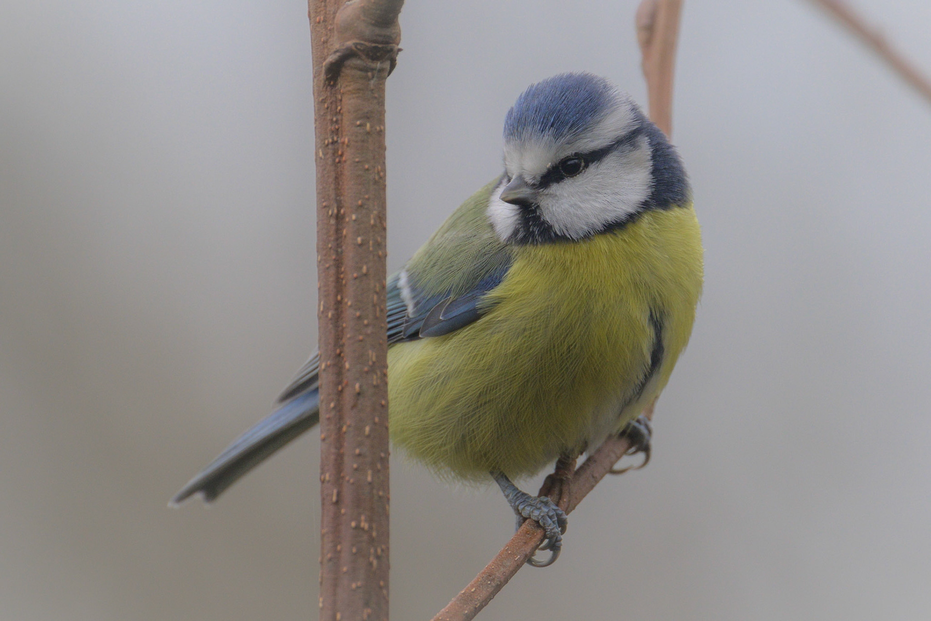 Blue Tit