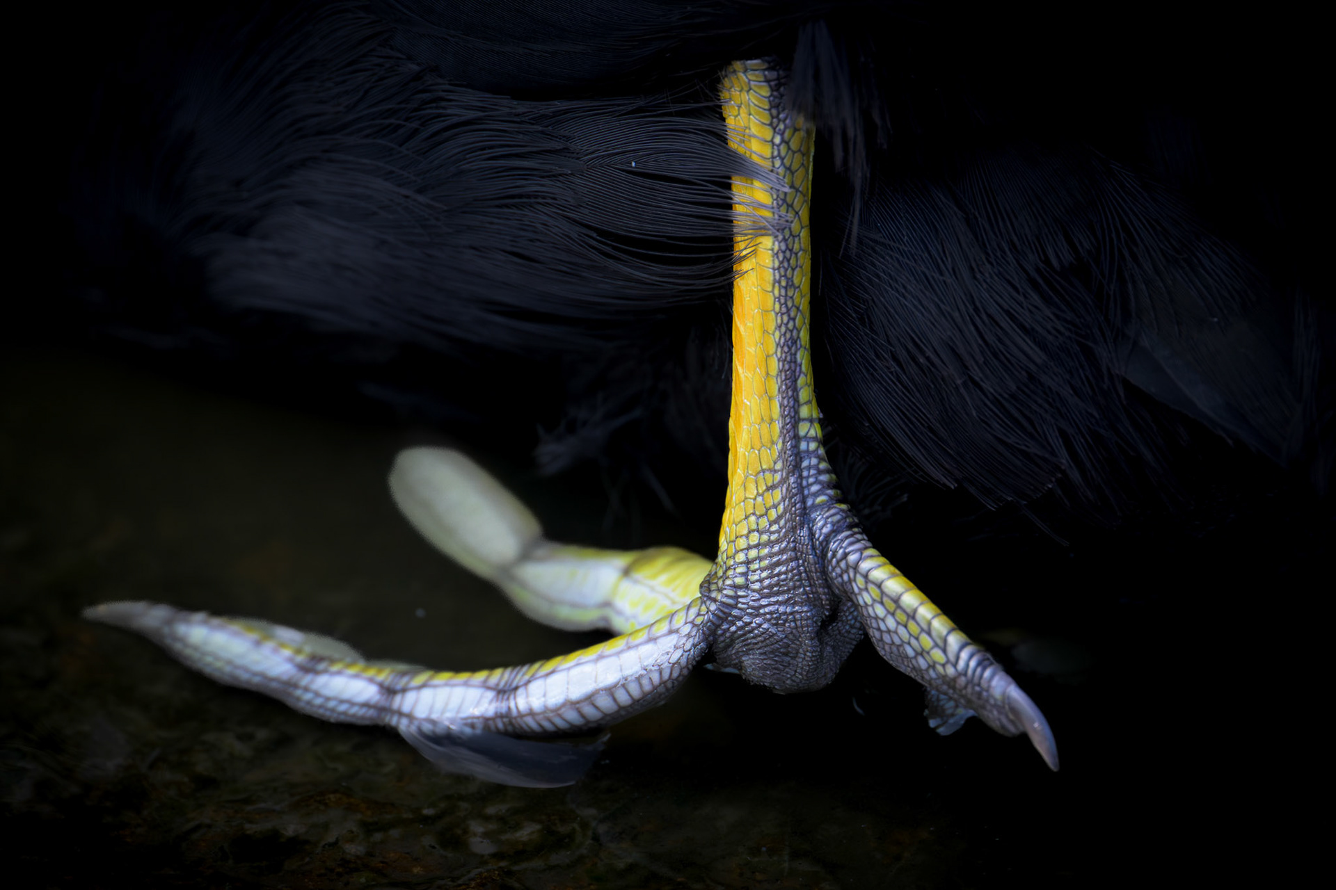 A Moorhen's Foot