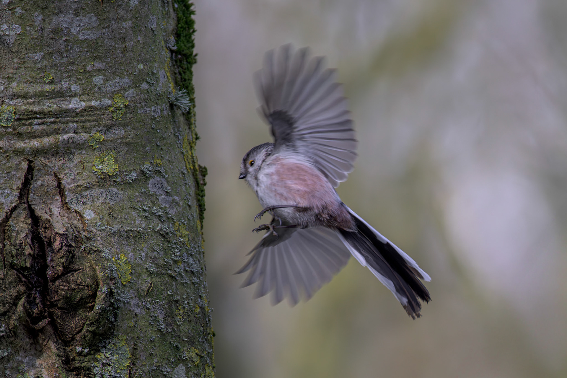 Long-Tailed Tit