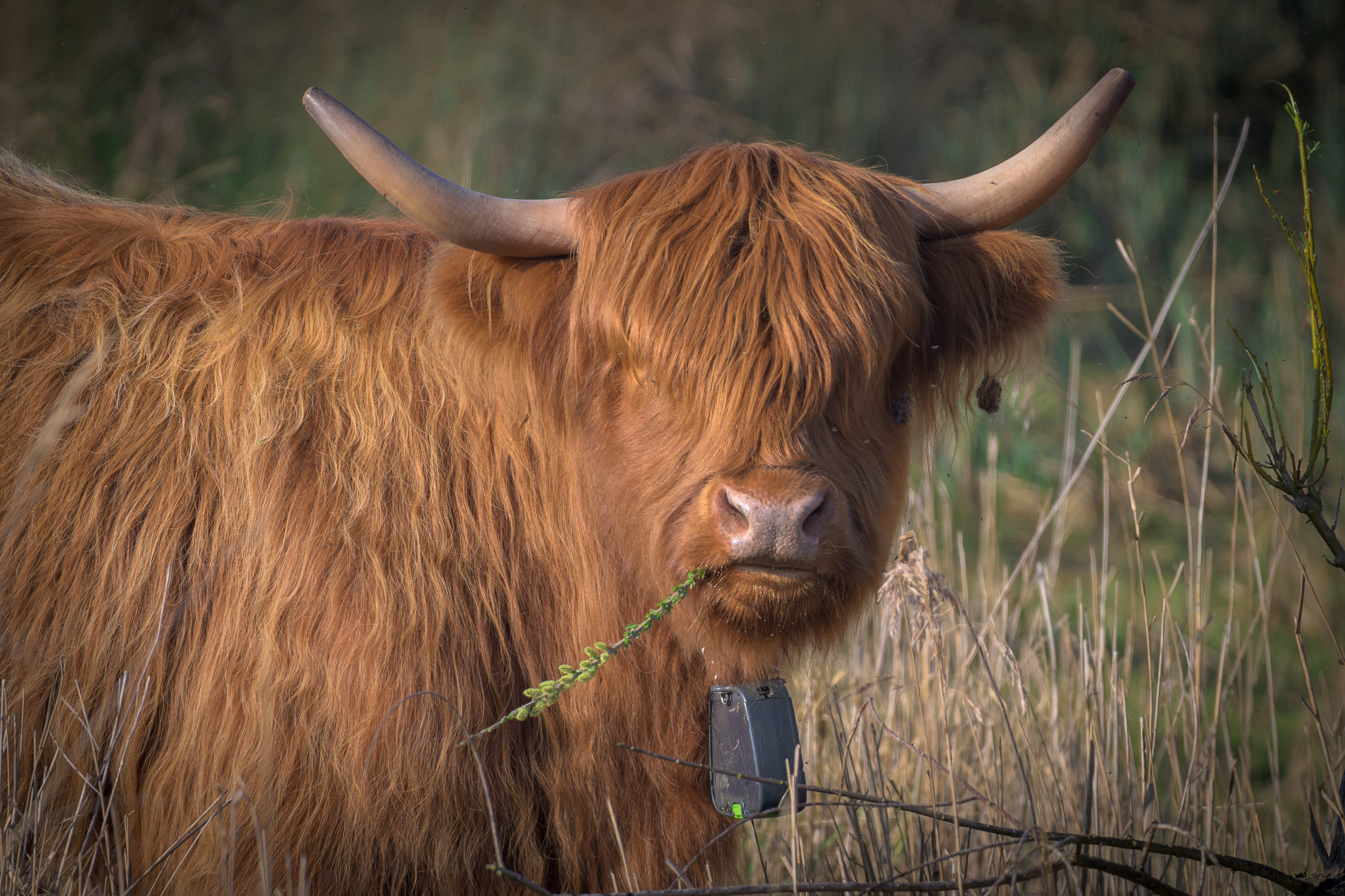 Highland Cow