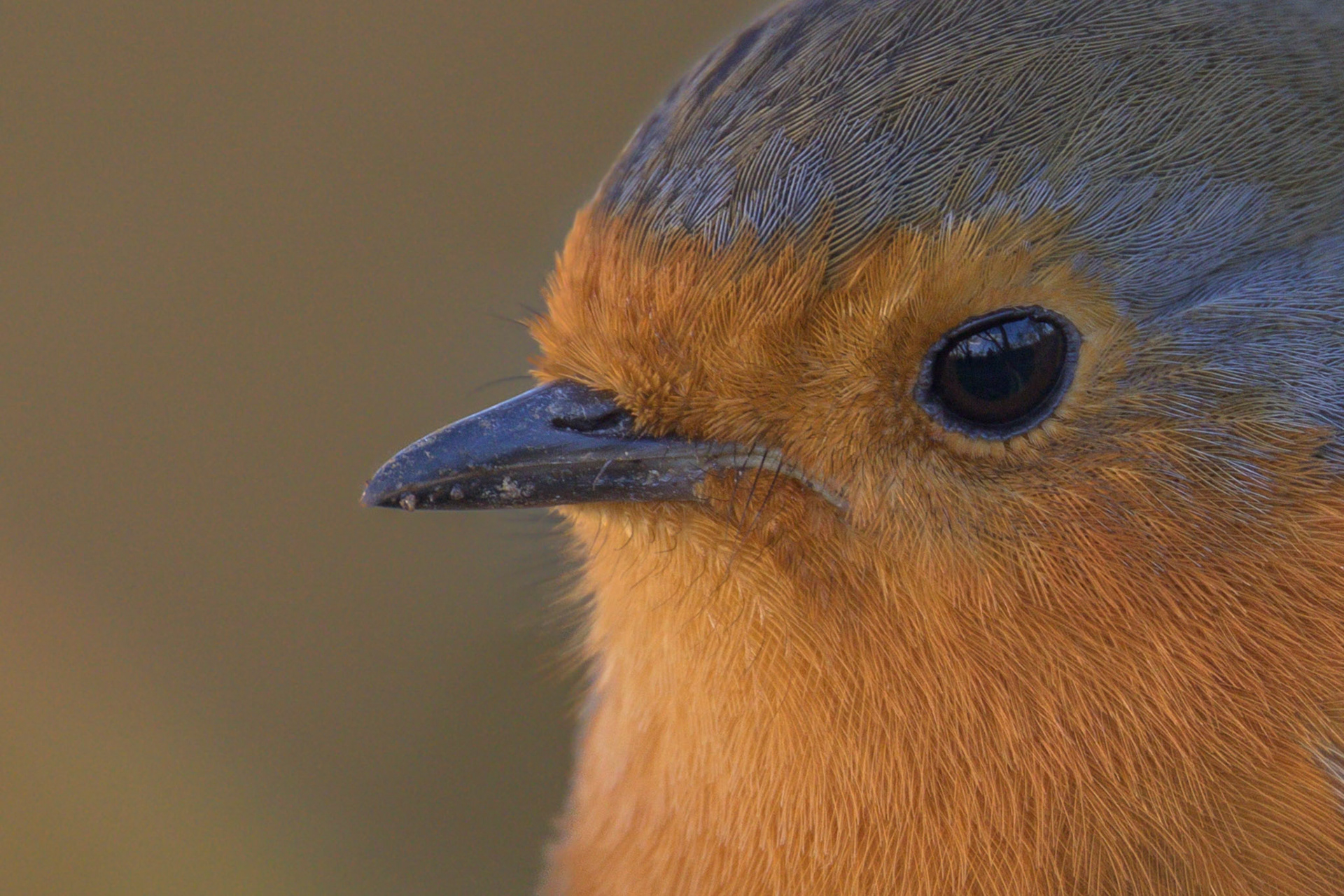 Robin