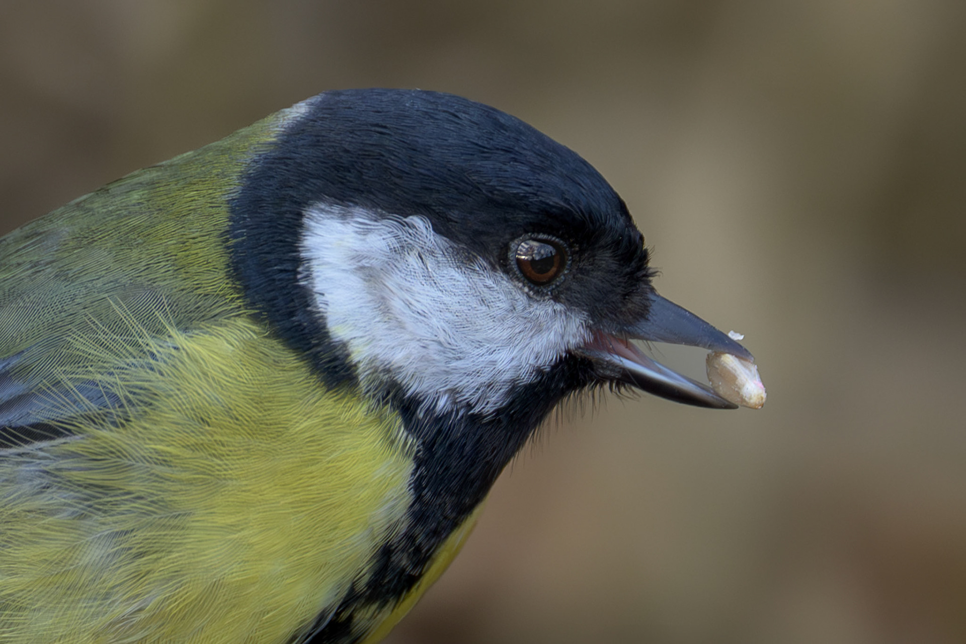 Great Tit
