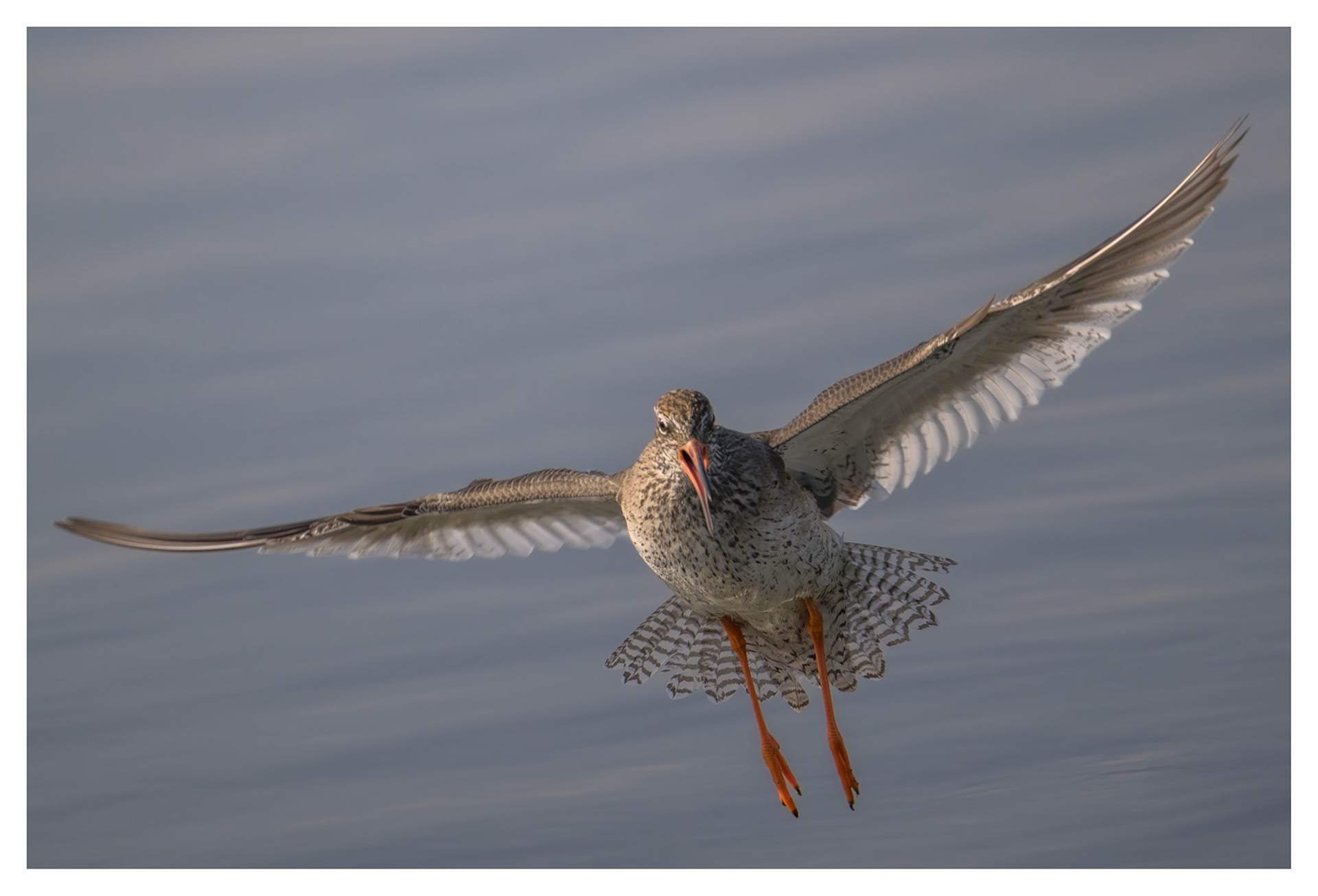 Redshank