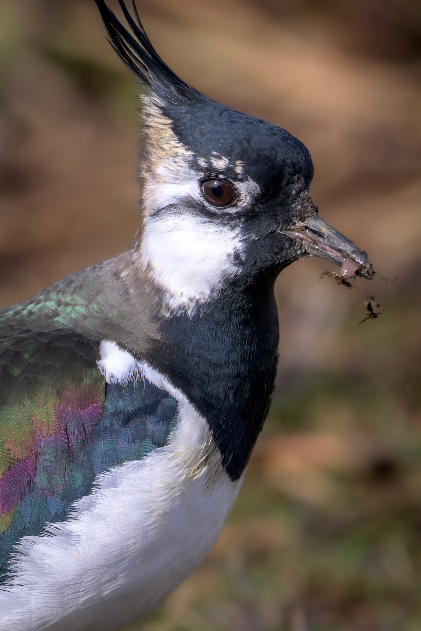 Northern Lapwing