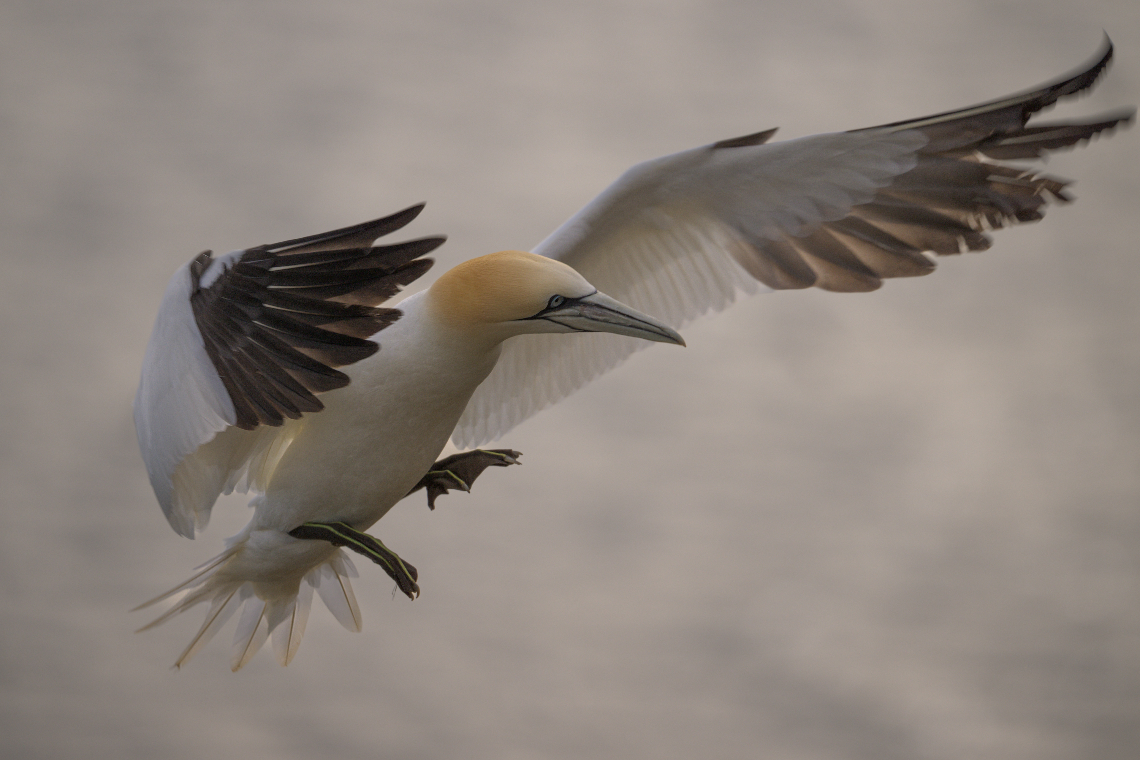 Gannet