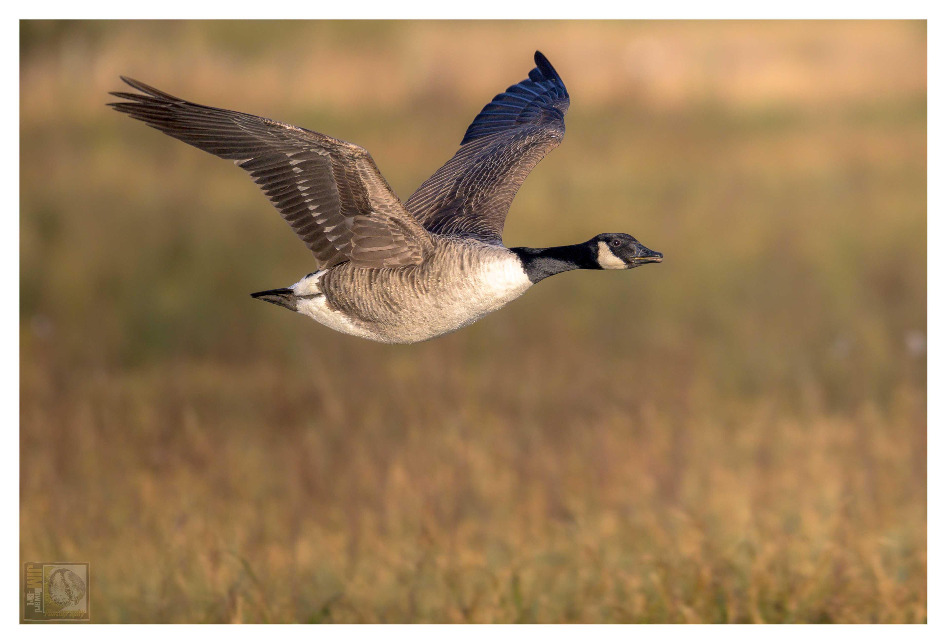 Irthlingborough - Canada Goose