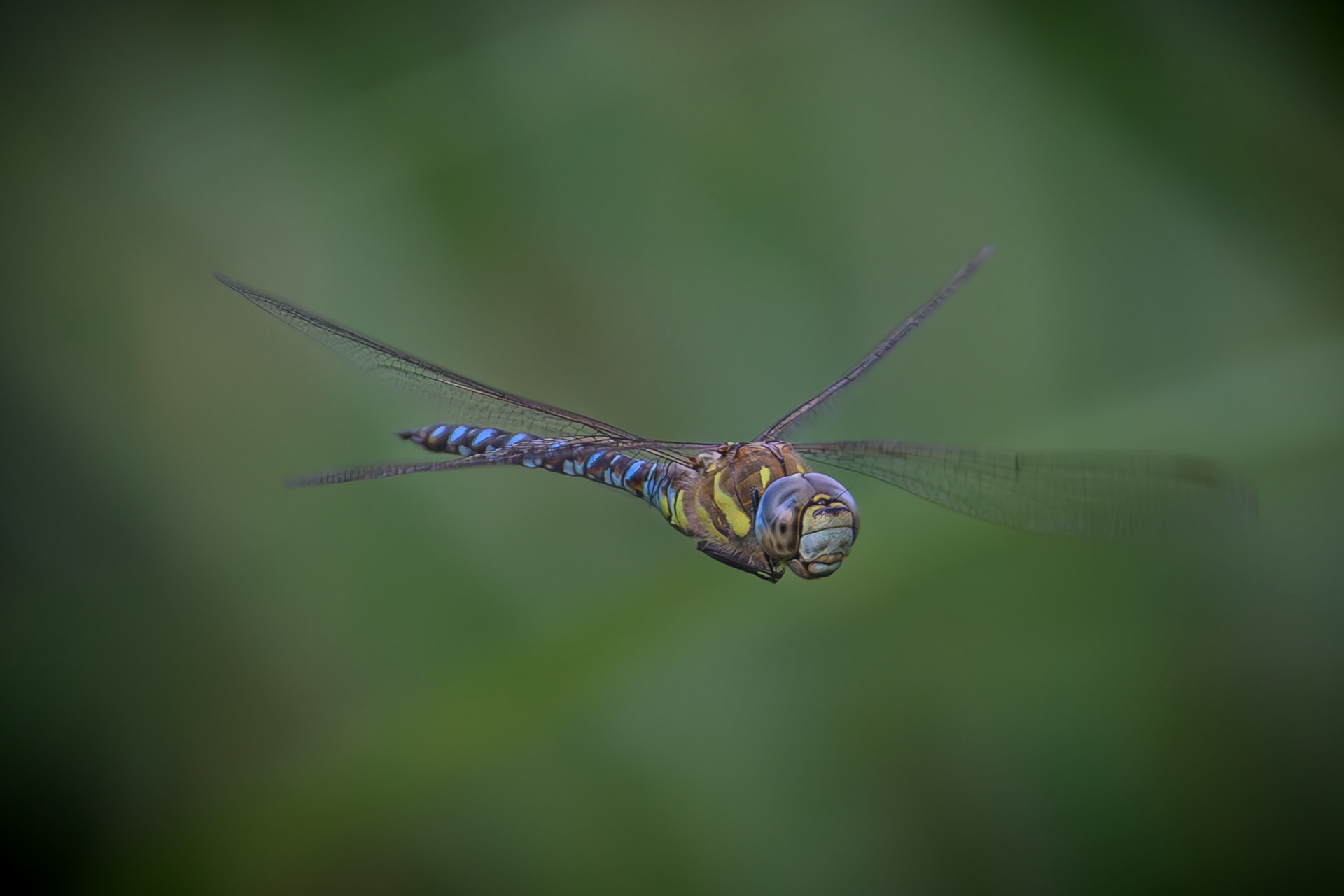 Dragonfly - Migrant Hawker