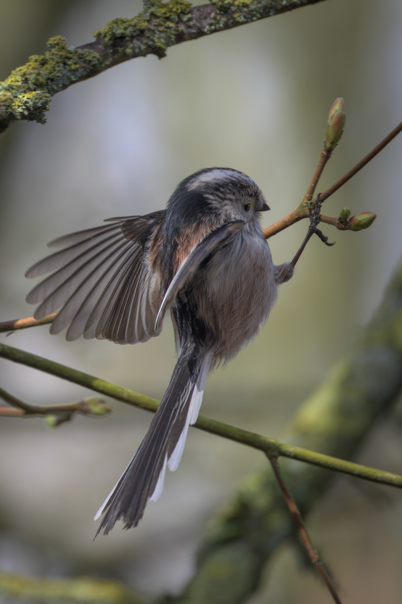Long-tailed tit