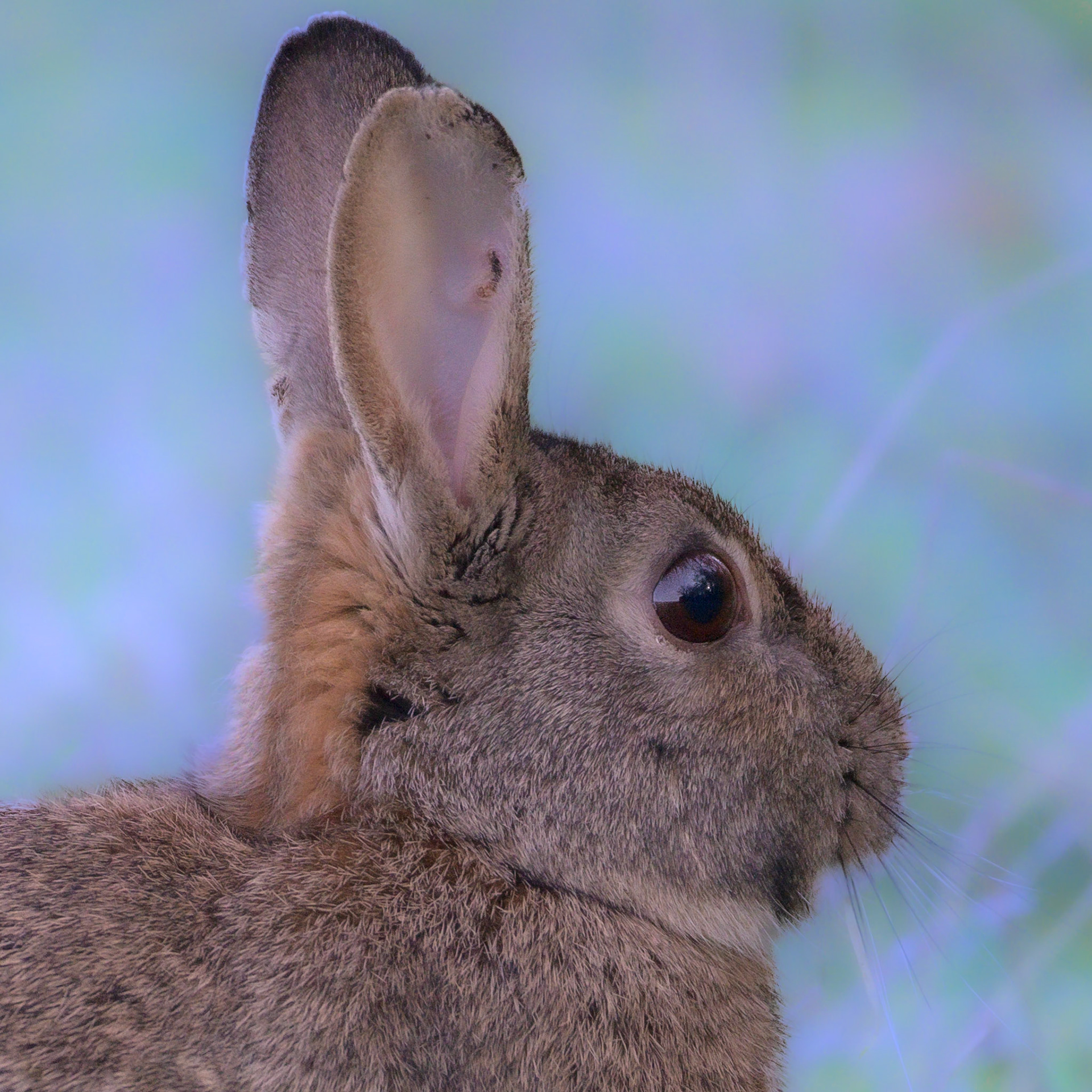 Wild Rabbit