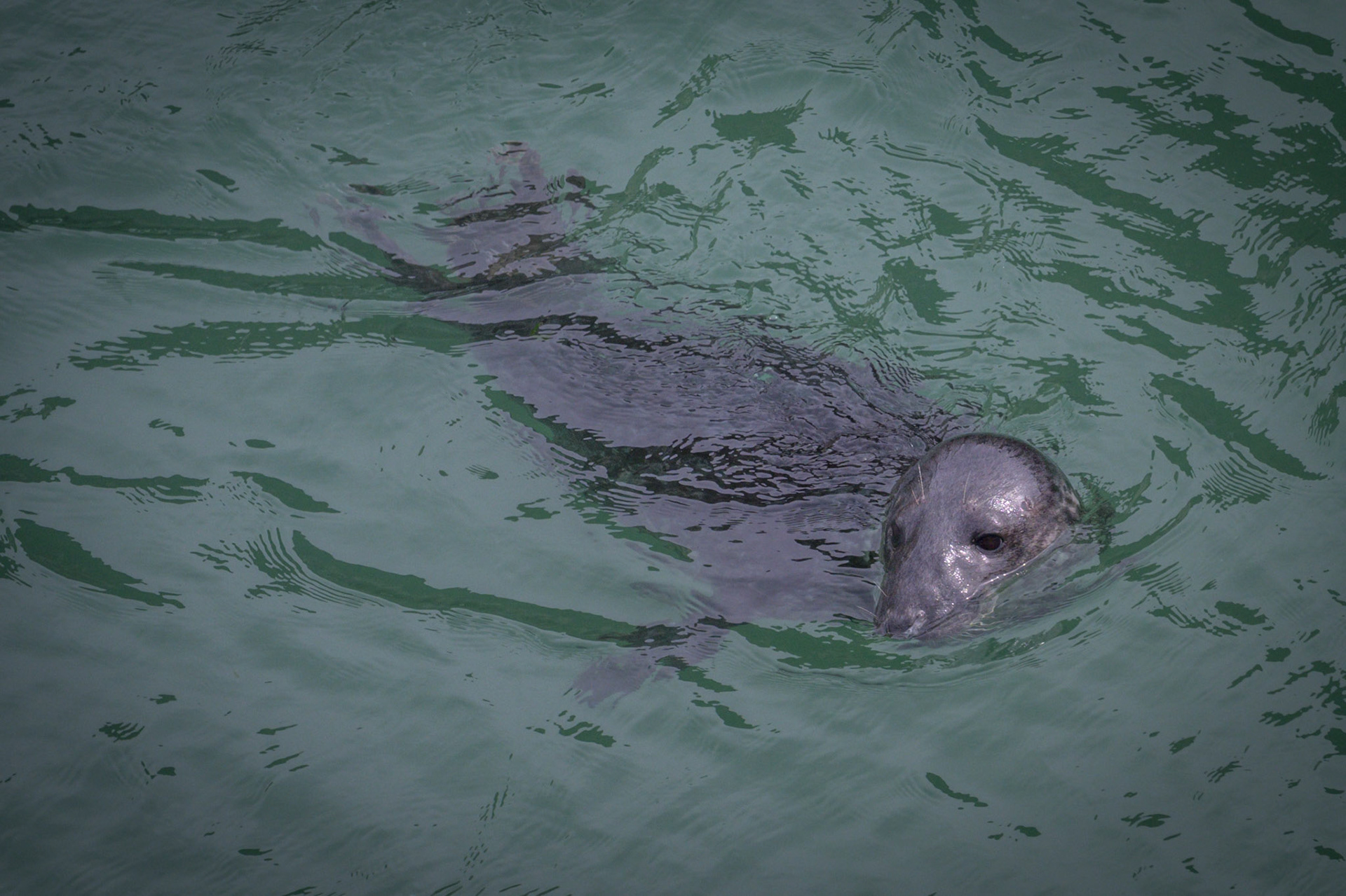 Grey Seal