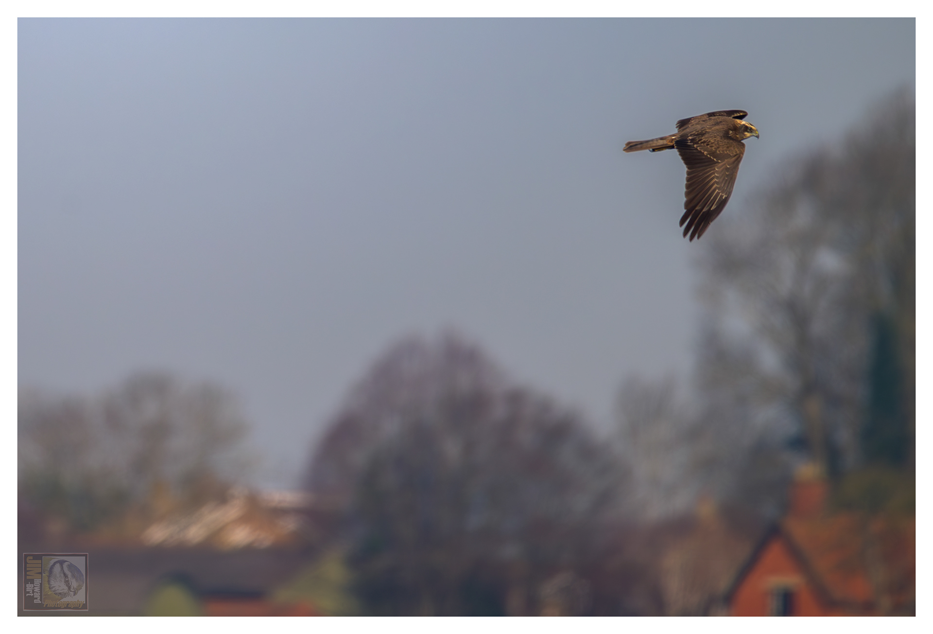 Summer Leys - Marsh Harrier