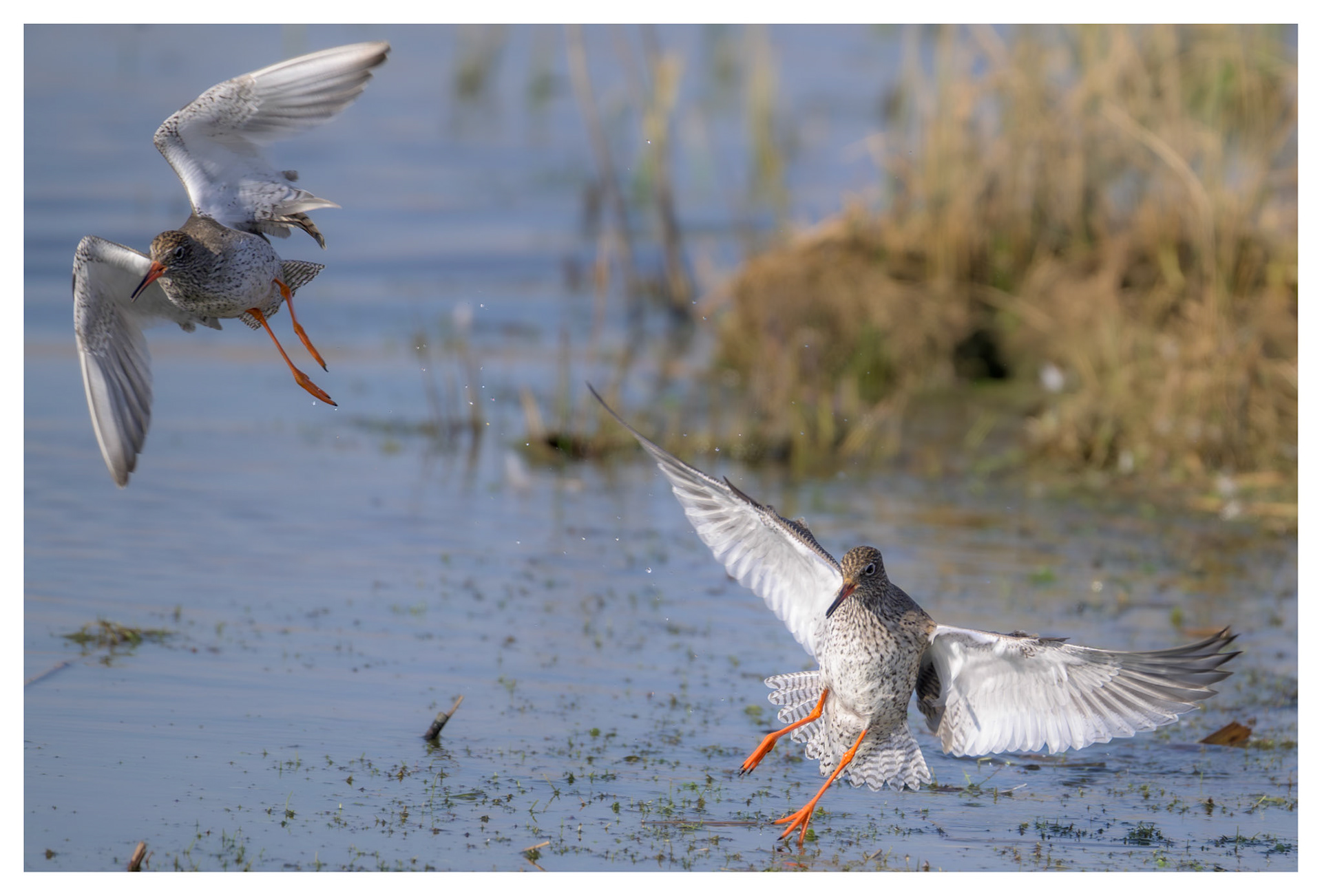 Redshank