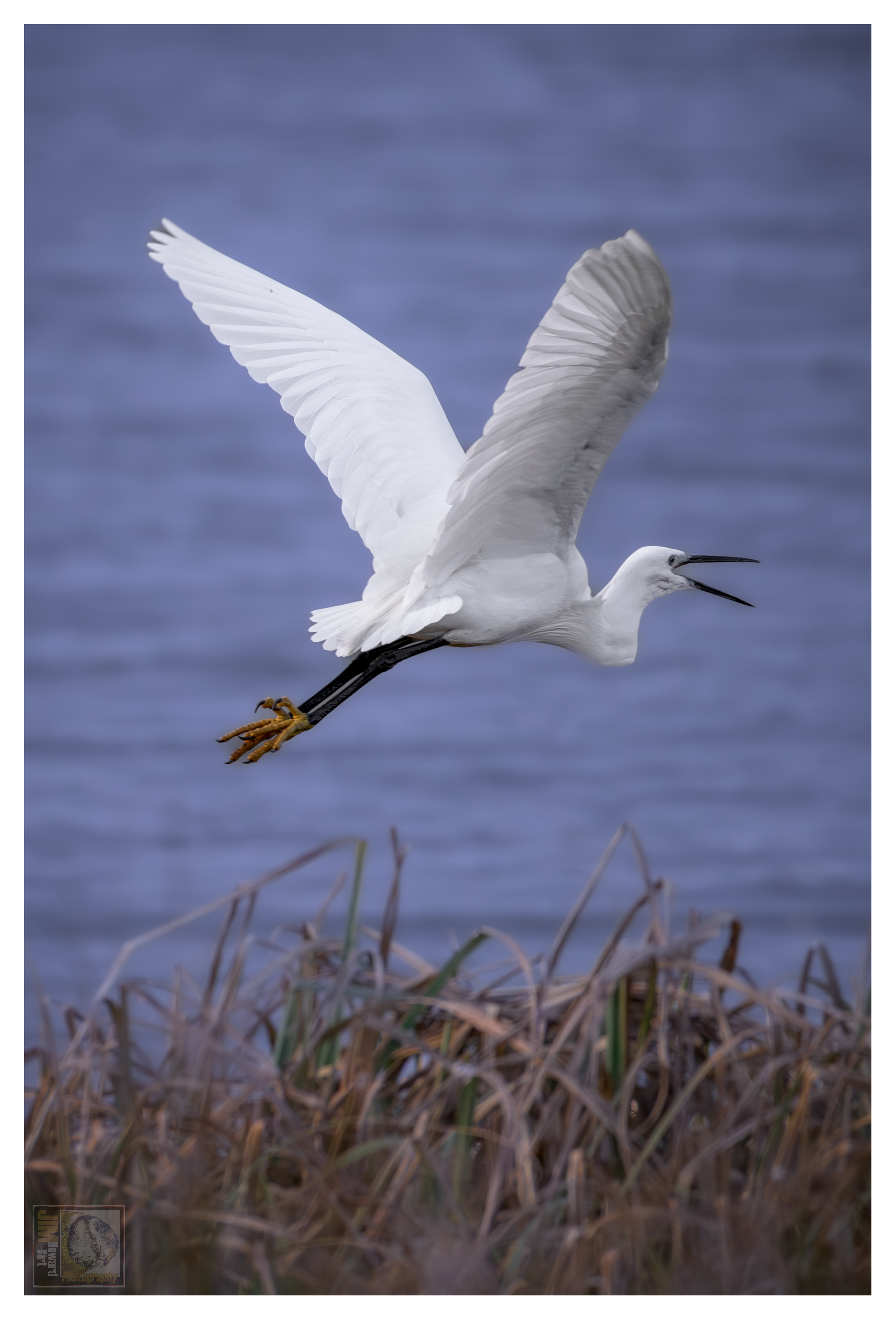 Little Egret