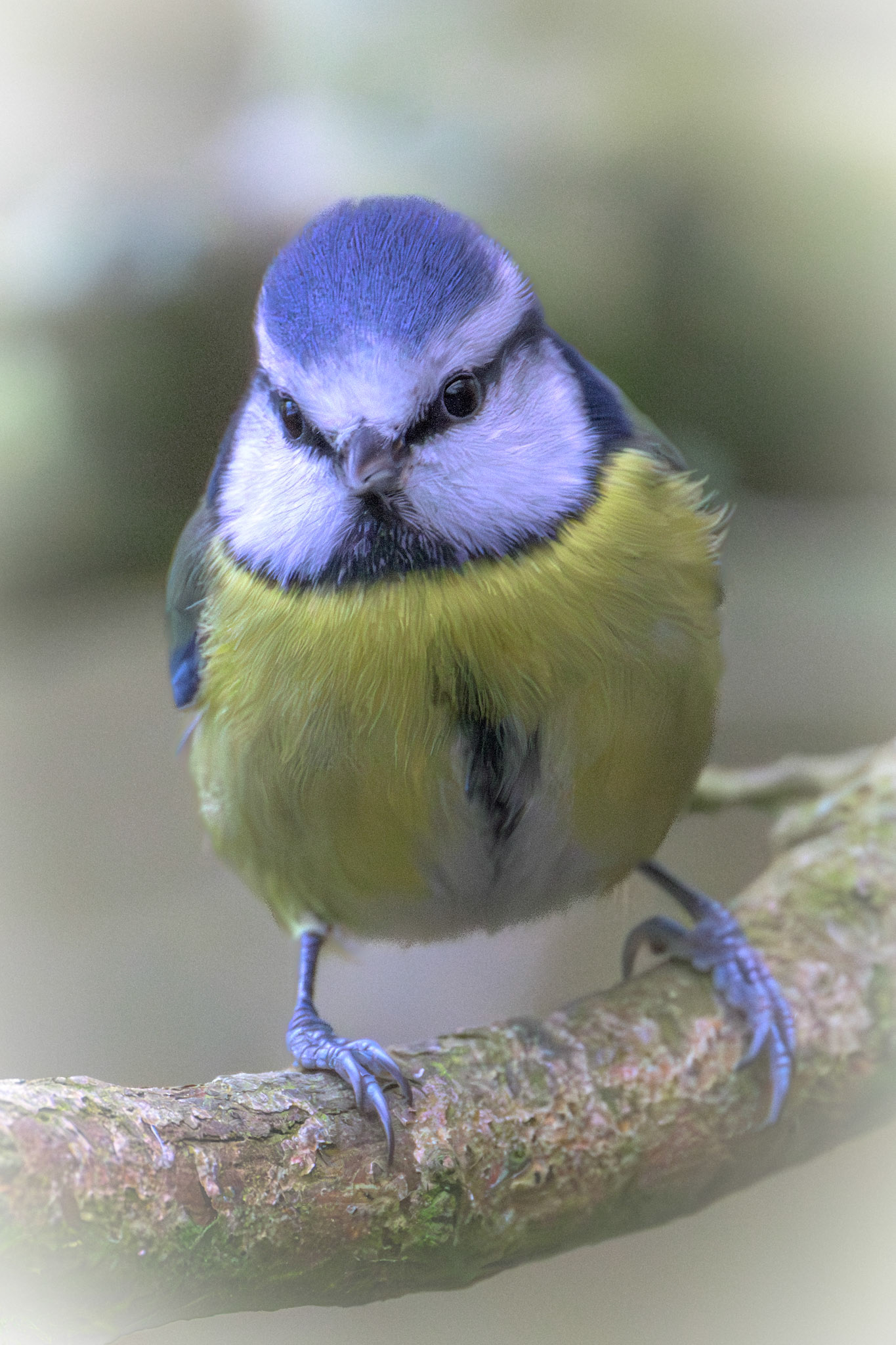 Blue Tit