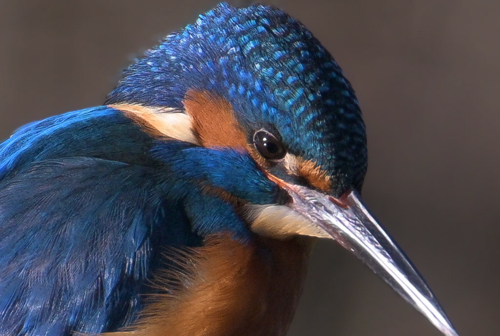Kingfisher (male)