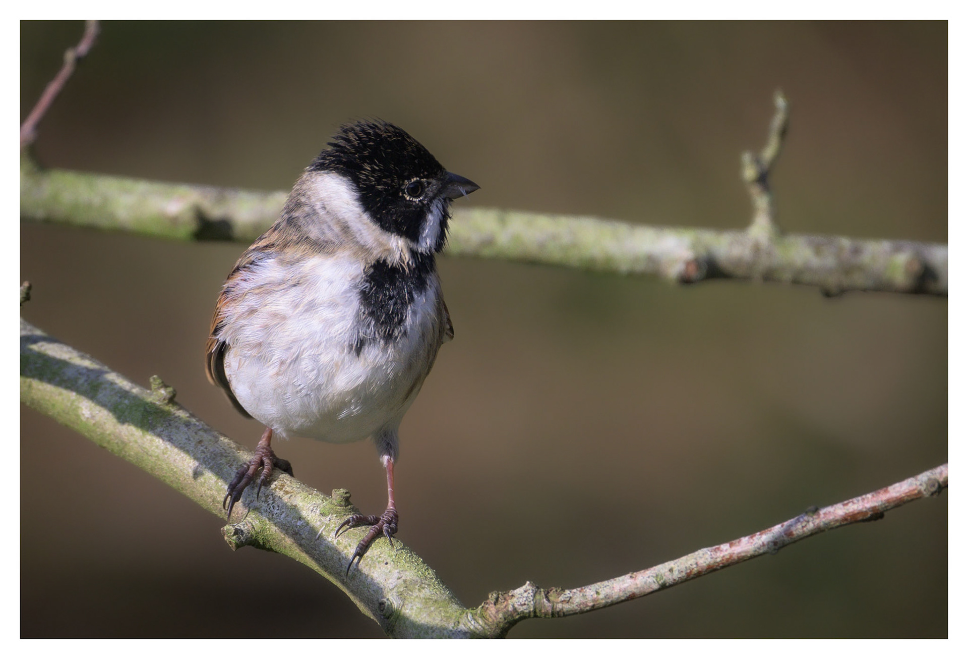 Reed Bunting