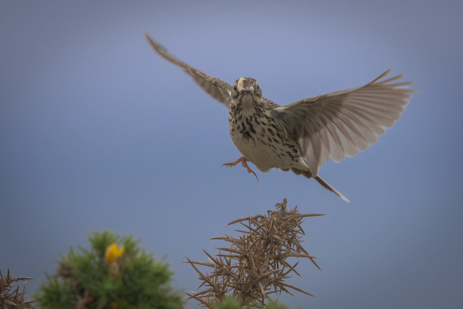 Meadow Pipit