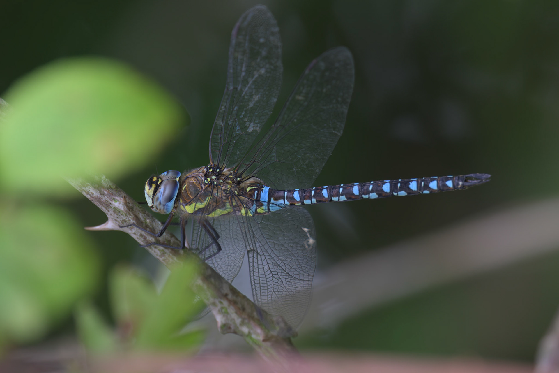 Dragonfly - Migrant Hawker
