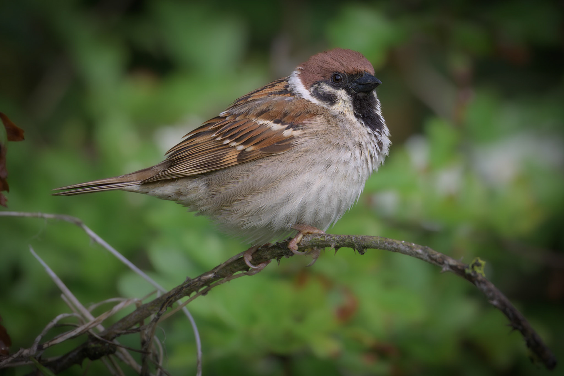 Tree Sparrow