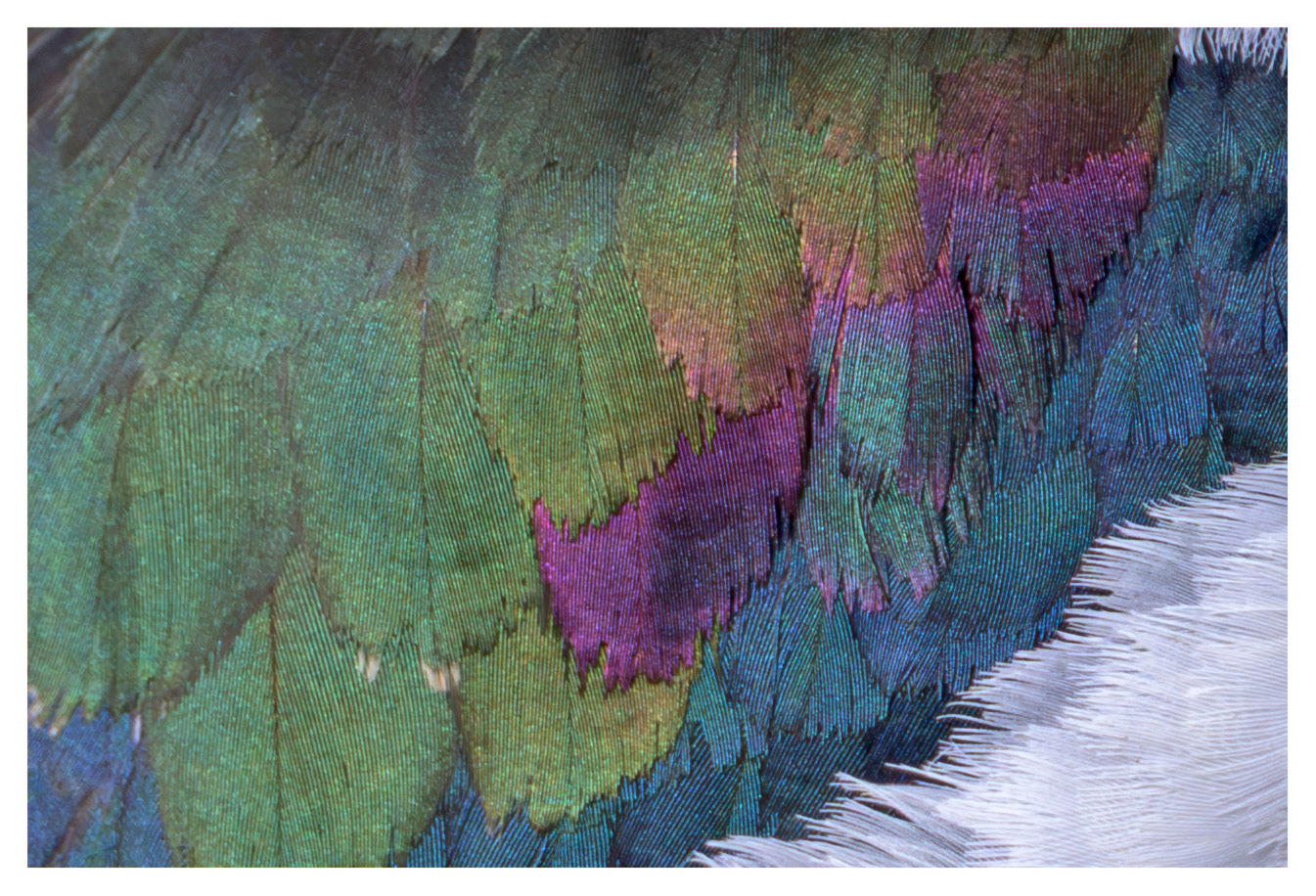 Lapwing Feathers