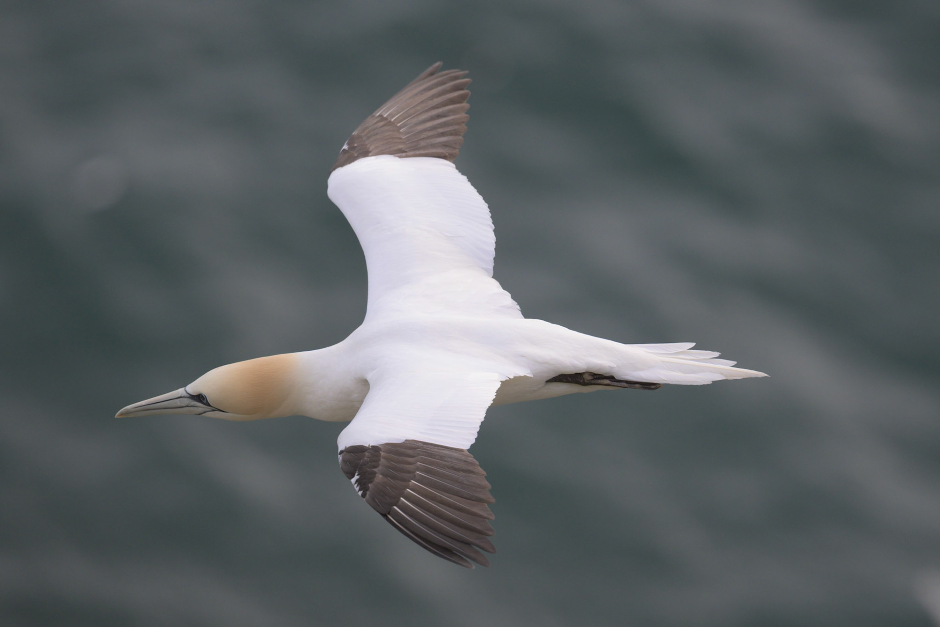 Northern Gannet