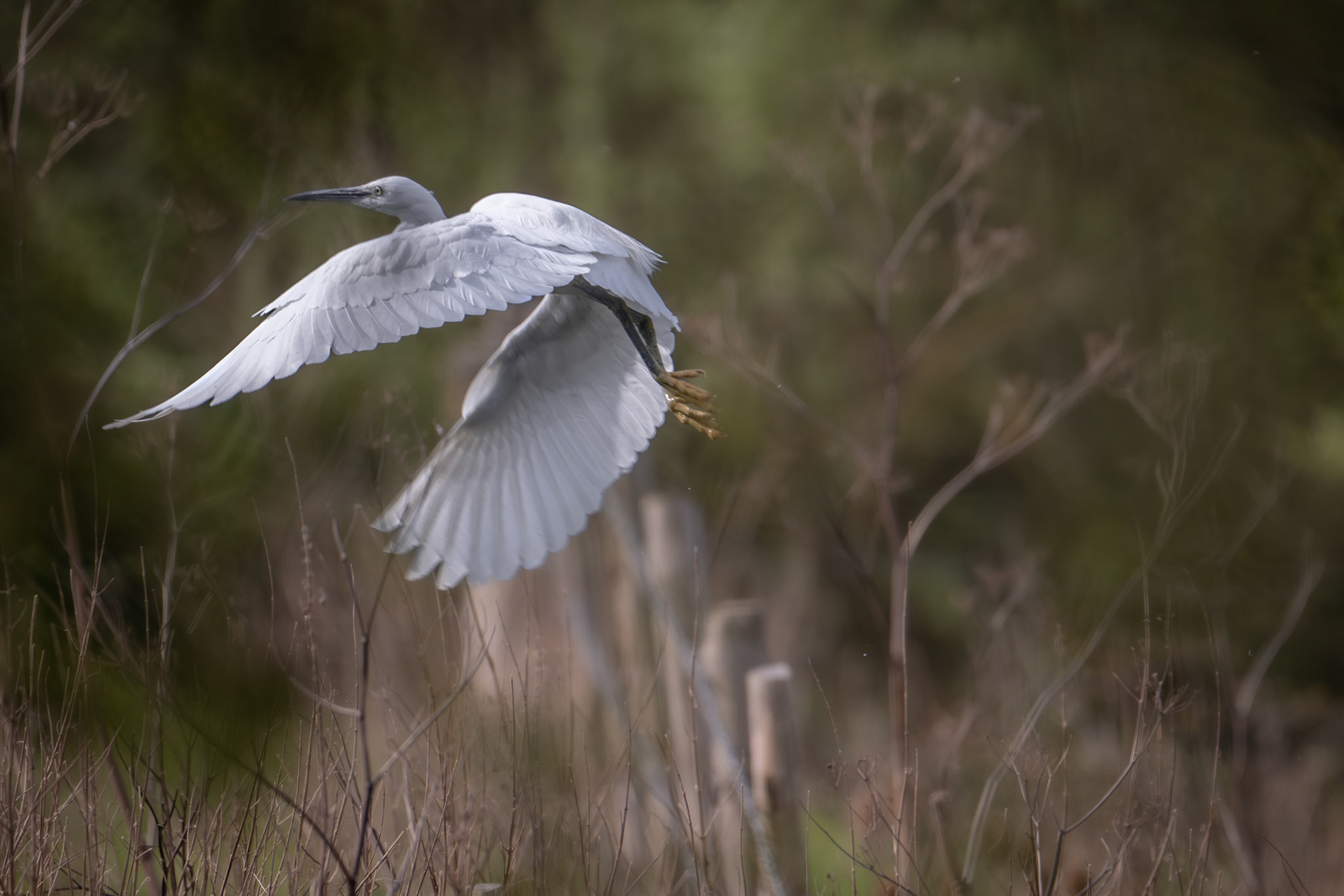 Little Egret