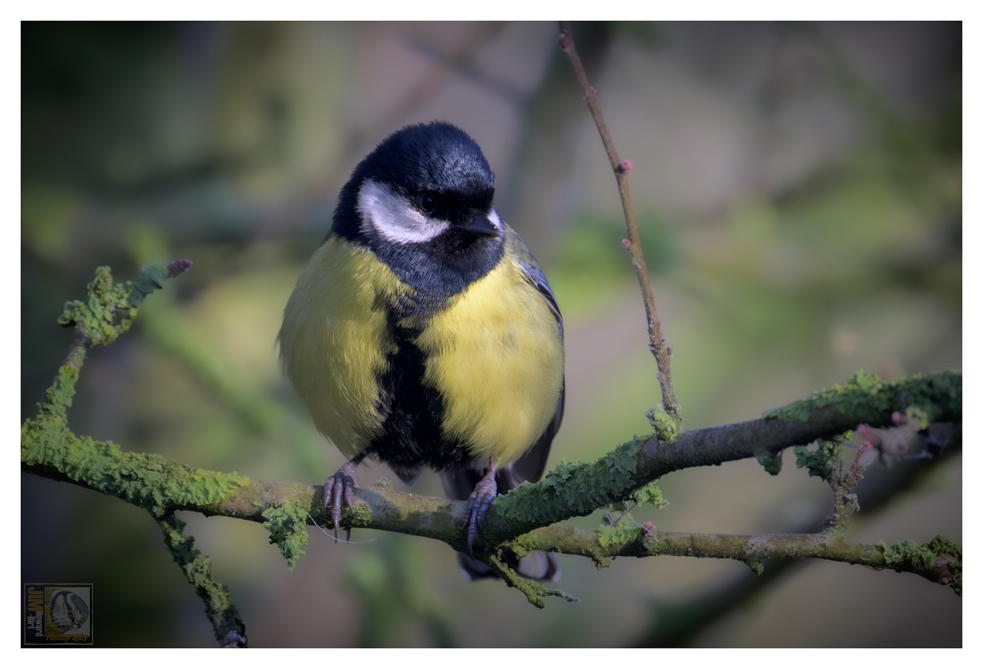 Summer Leys - Great Tit