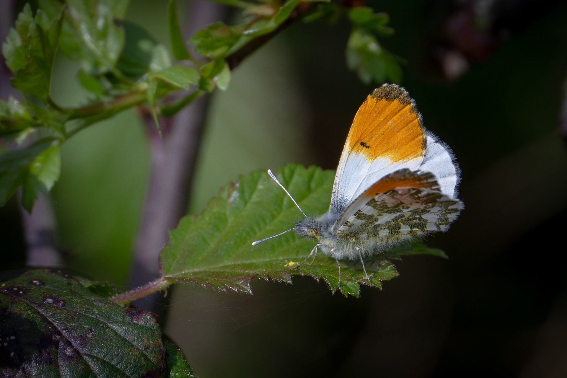 Orange Tip Butterfly