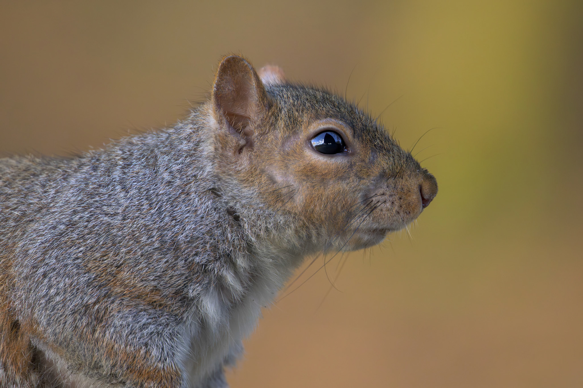 Grey Squirrel