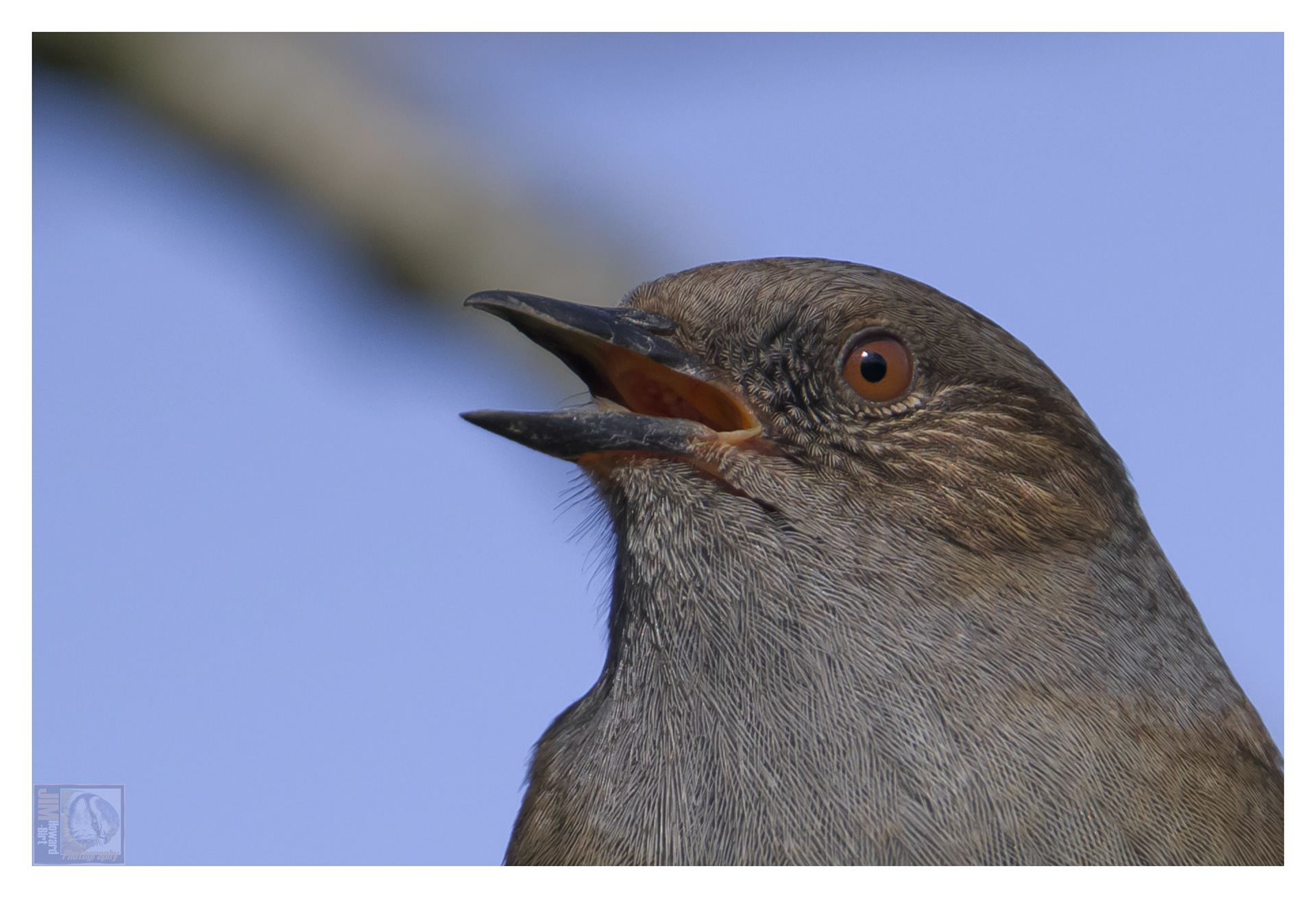Summer Leys - Dunnock