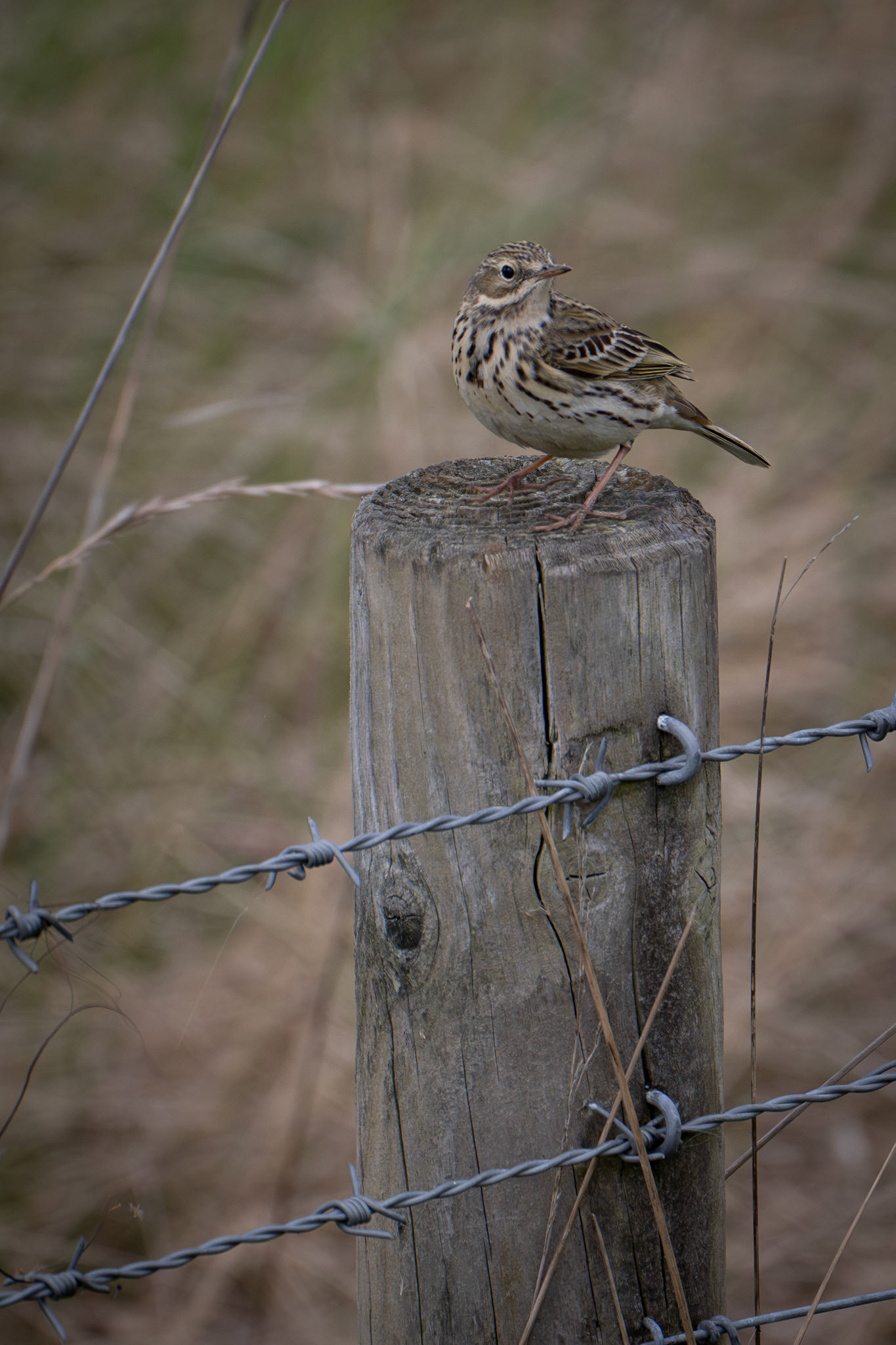 Meadow Pipit
