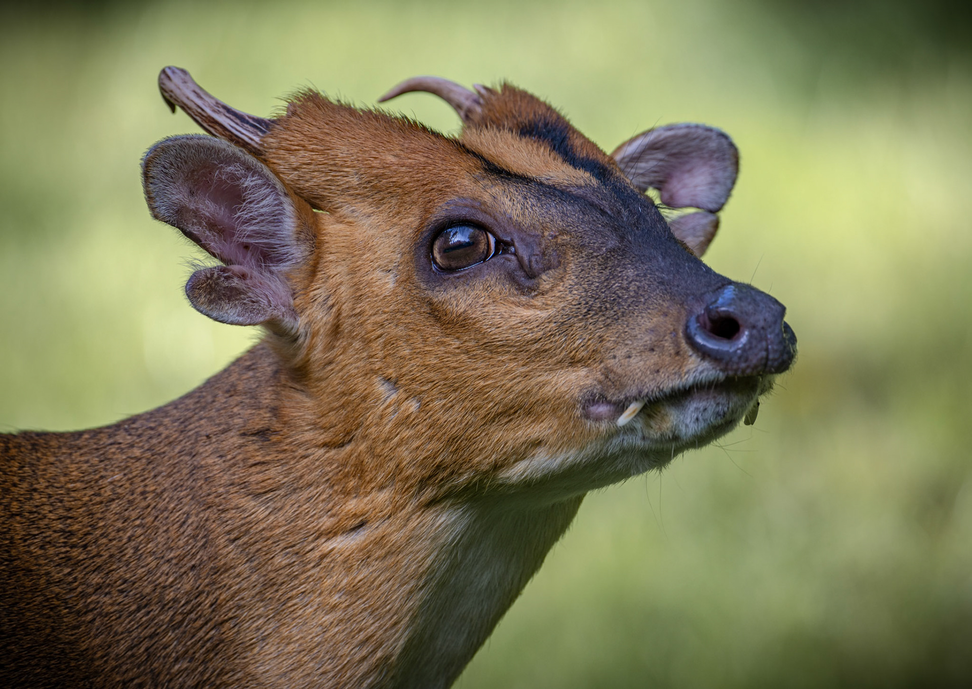 Muntjac Deer