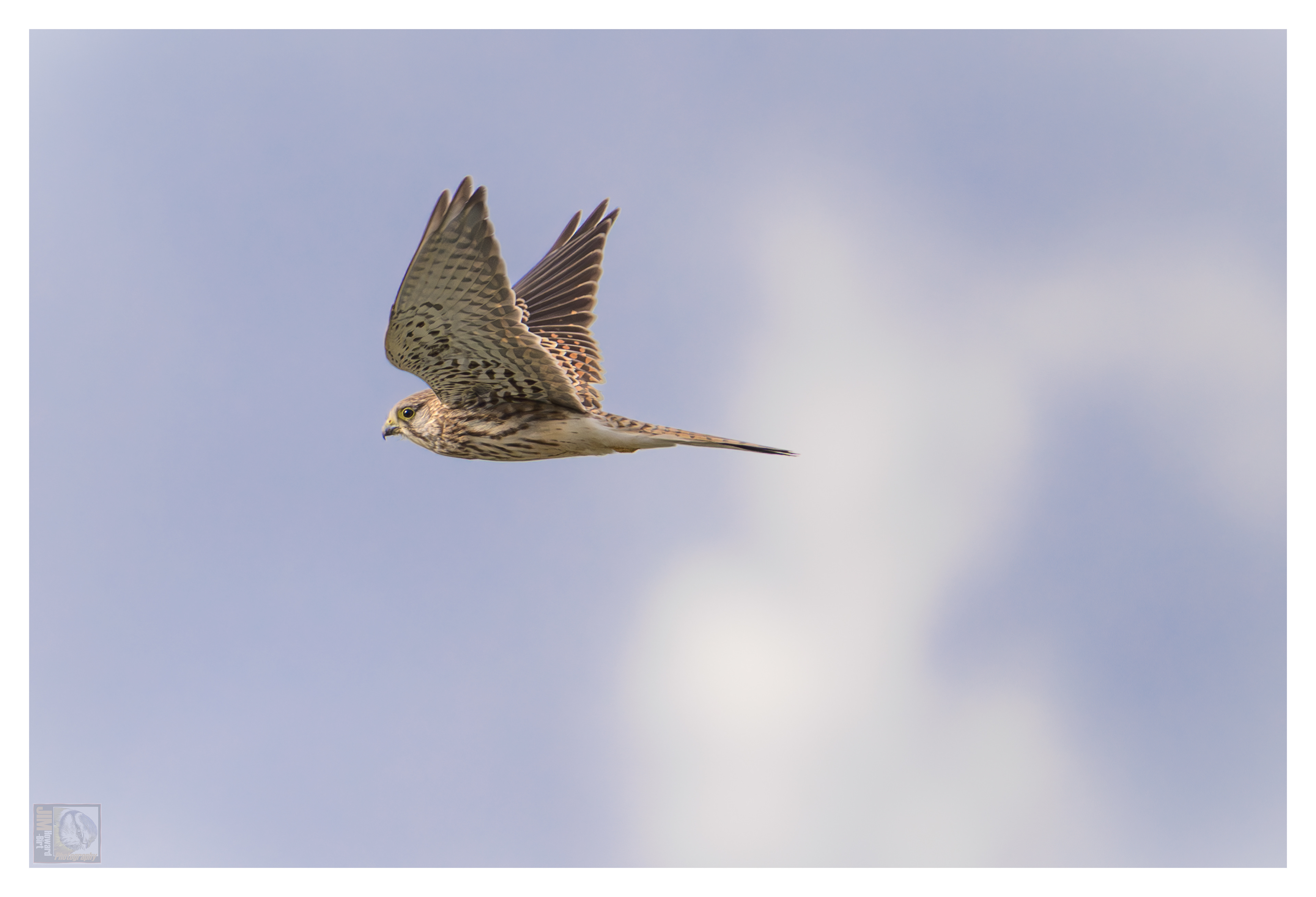 Kestrel (Female)