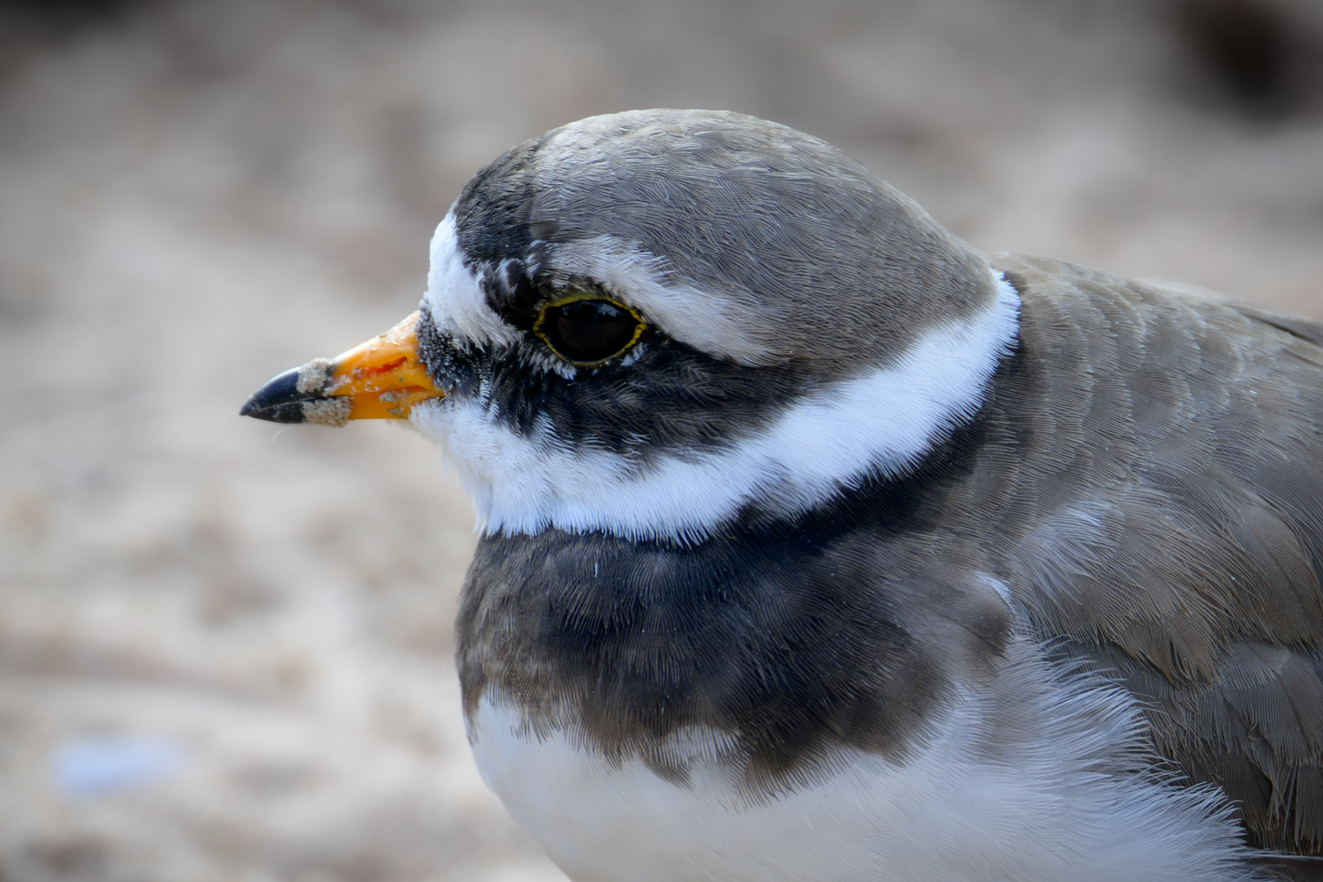 Ringed Plover