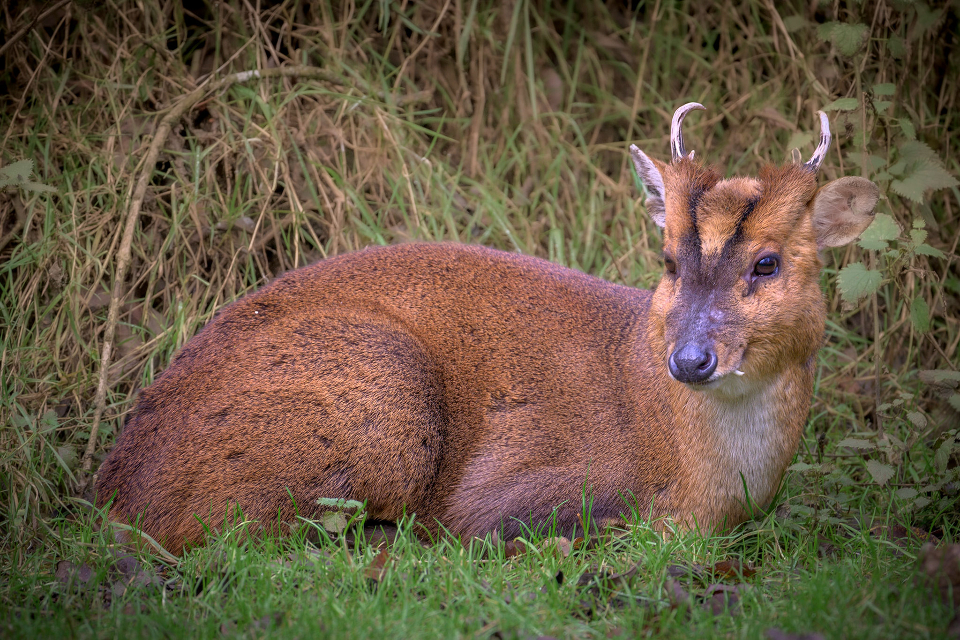 Muntjac