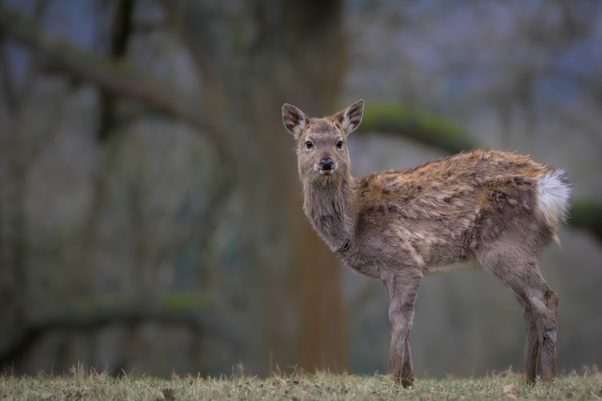 Sika Deer