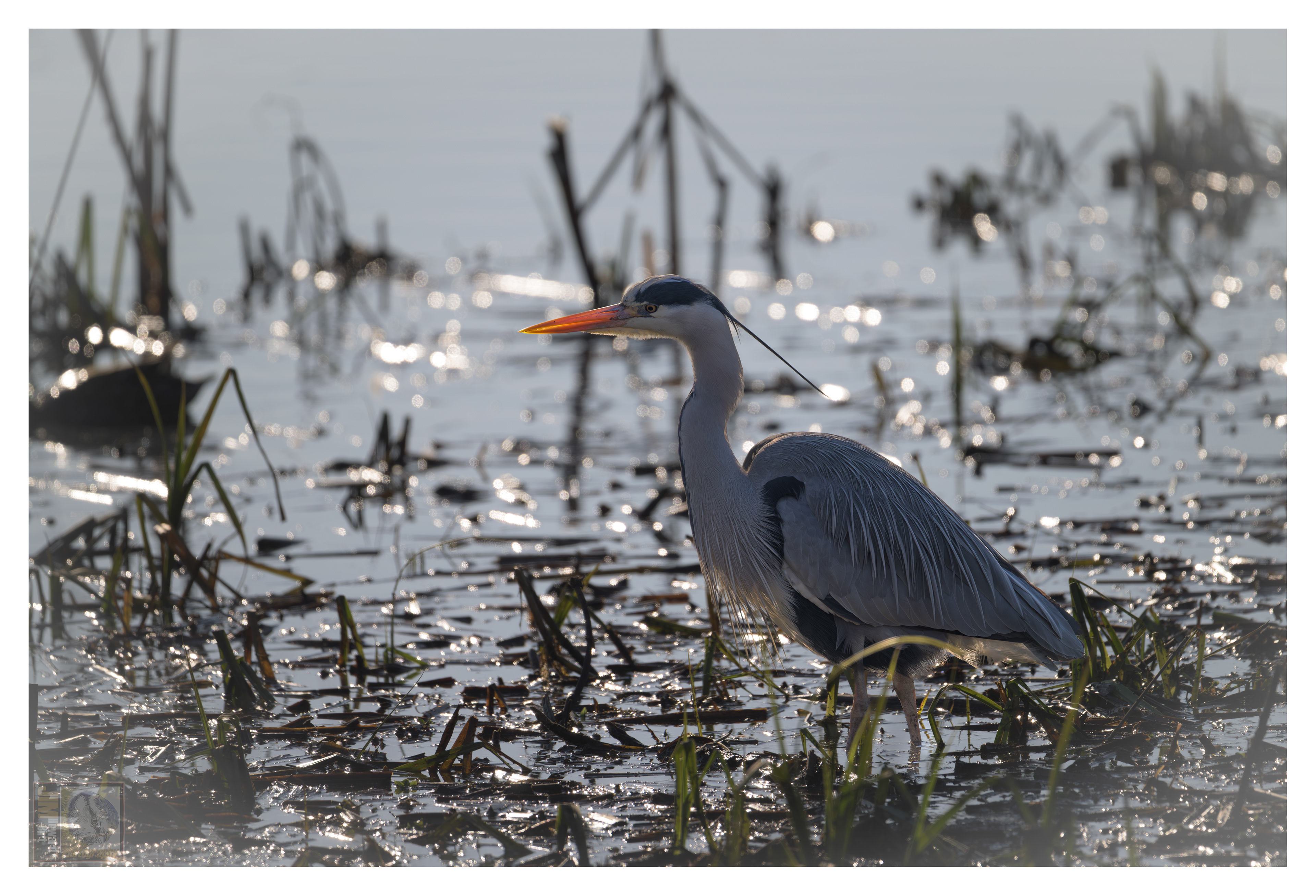 Irthlingborough - Grey Heron