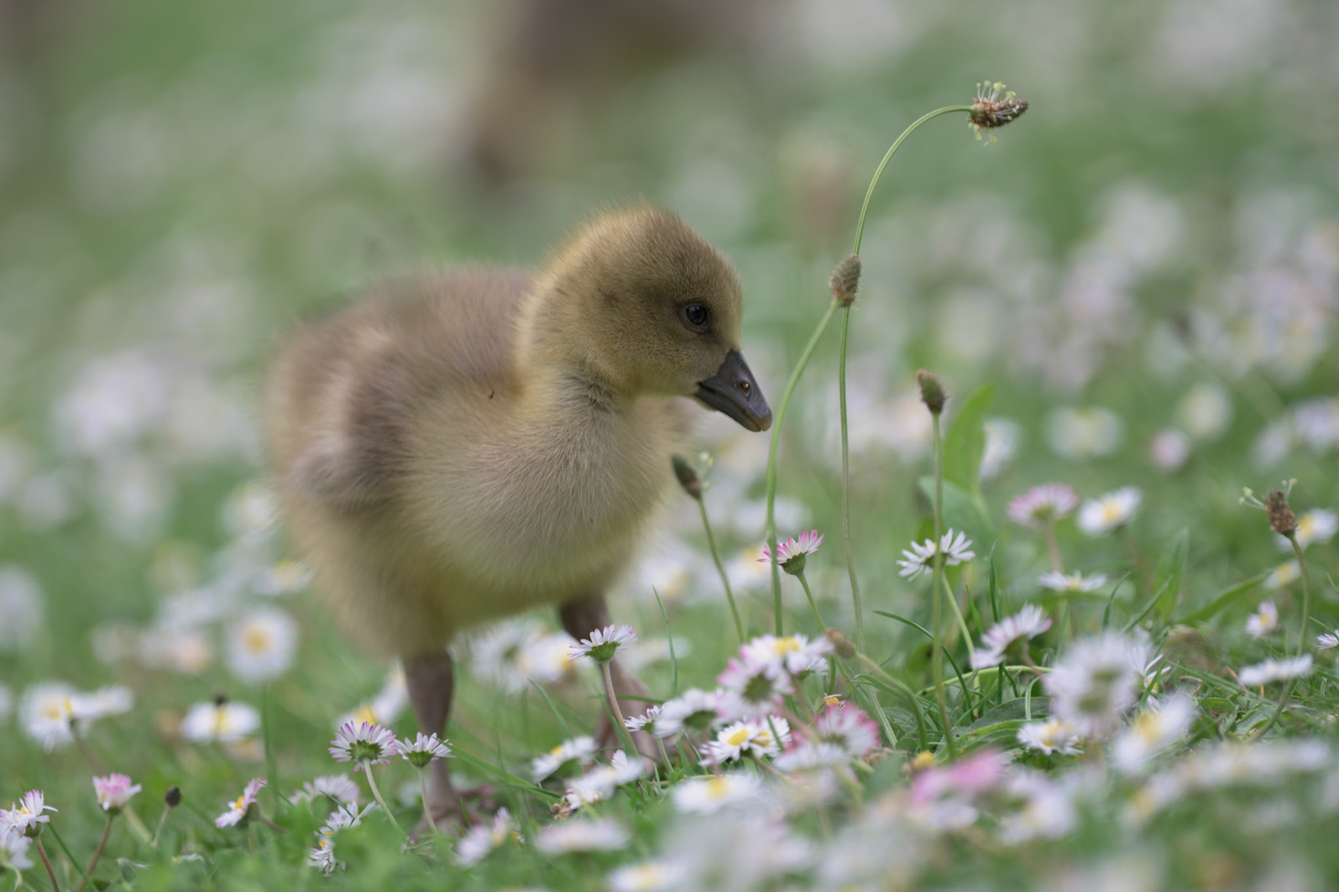 Graylag Gosling