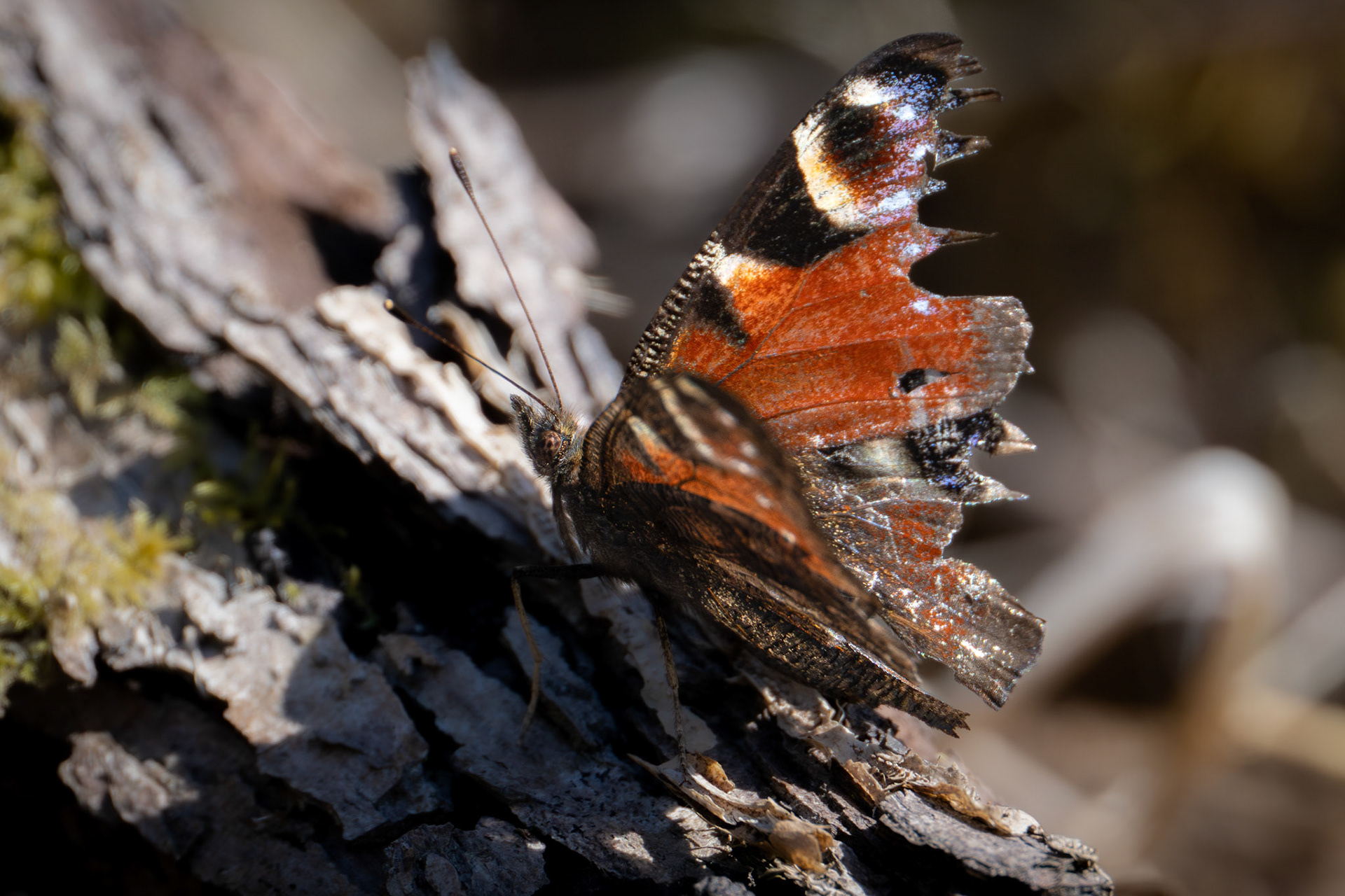 Peacock Butterfly