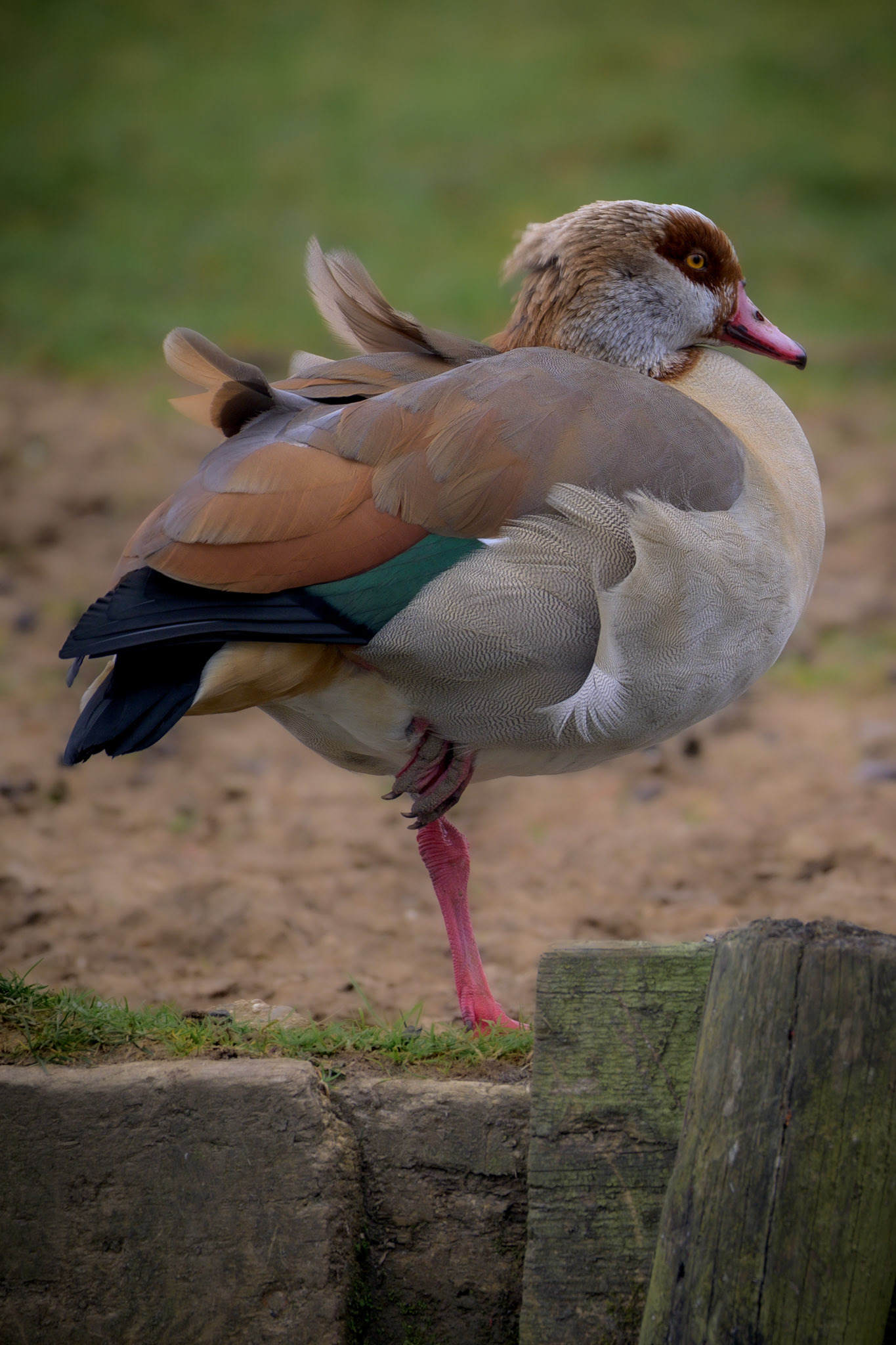 Egyptian Goose