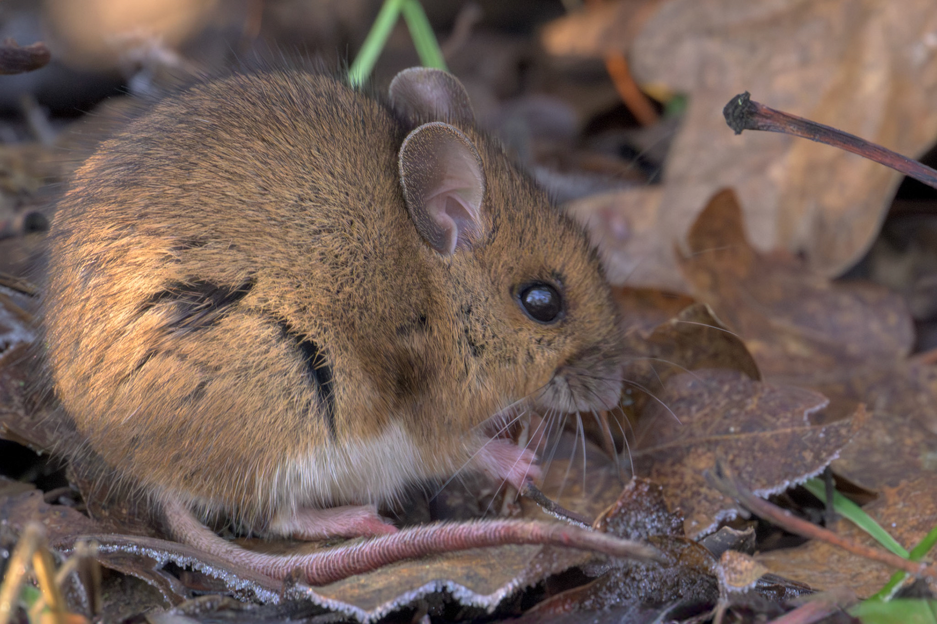 Wood Mouse